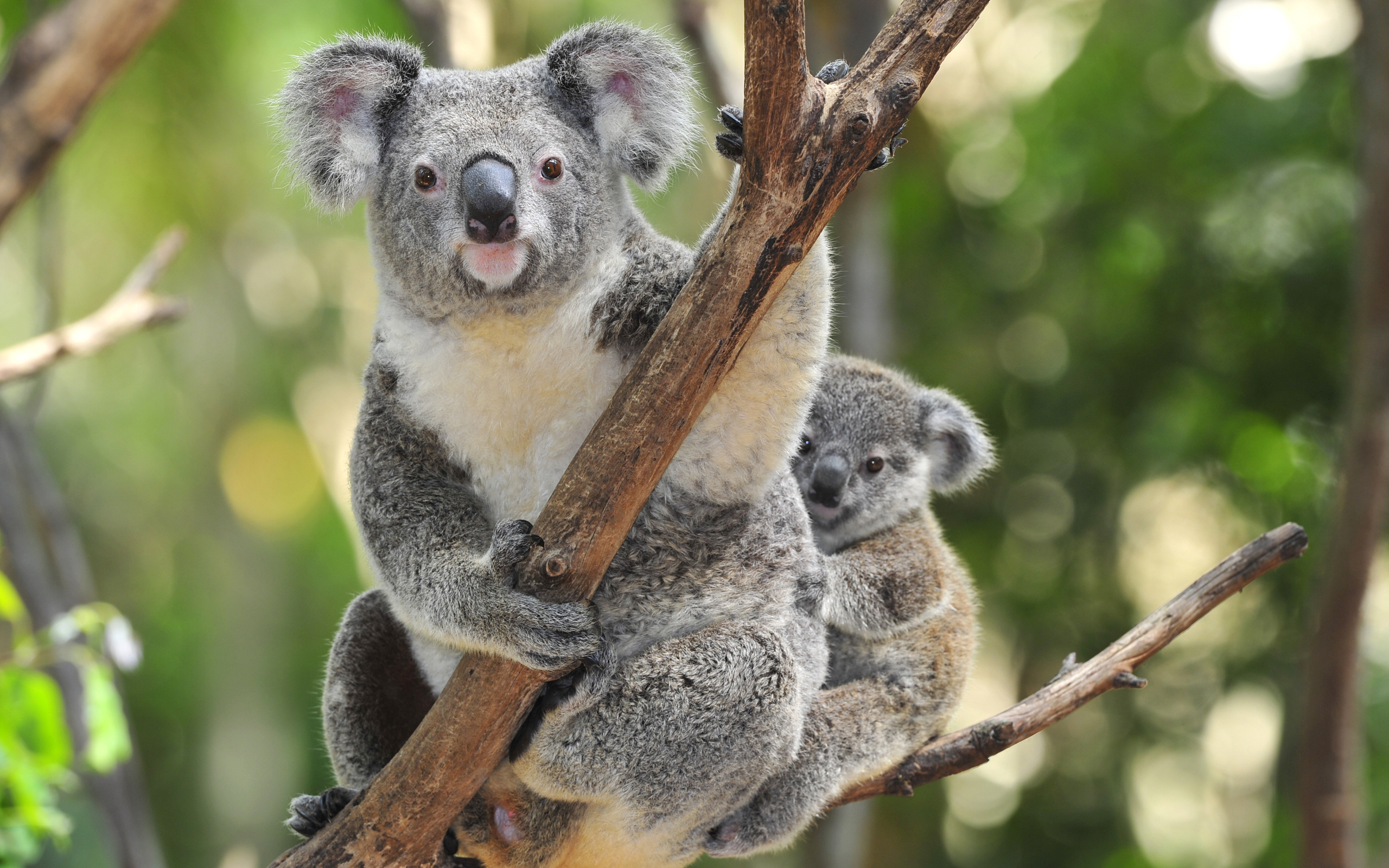 Eucalyptus trees, Koalas Wallpaper, 2560x1600 HD Desktop