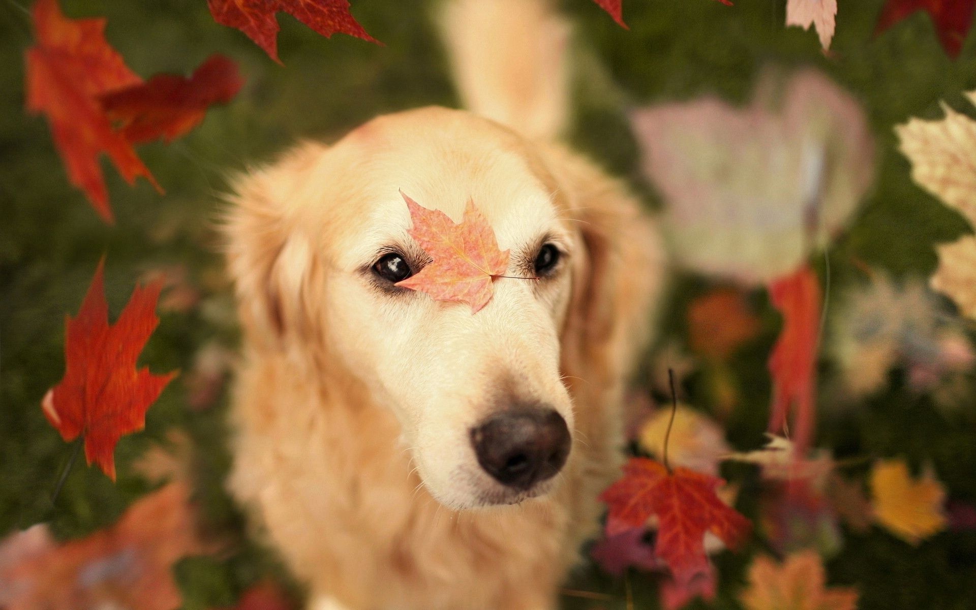 Golden Retriever, Pets Wallpaper, 1920x1200 HD Desktop