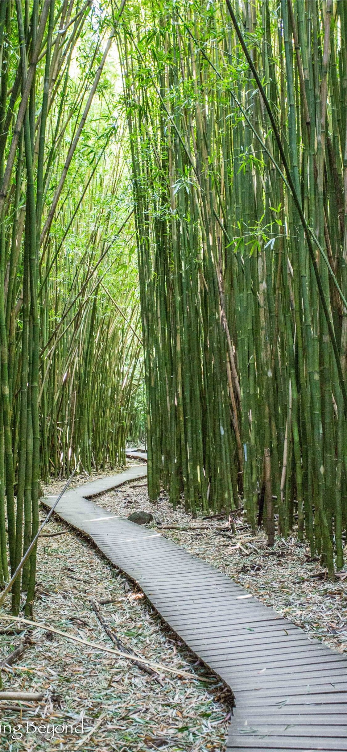 Bamboo phone wallpapers, Saganobambooforest, Kyoto Japan, iPhone11wallpaper, 1130x2440 HD Phone