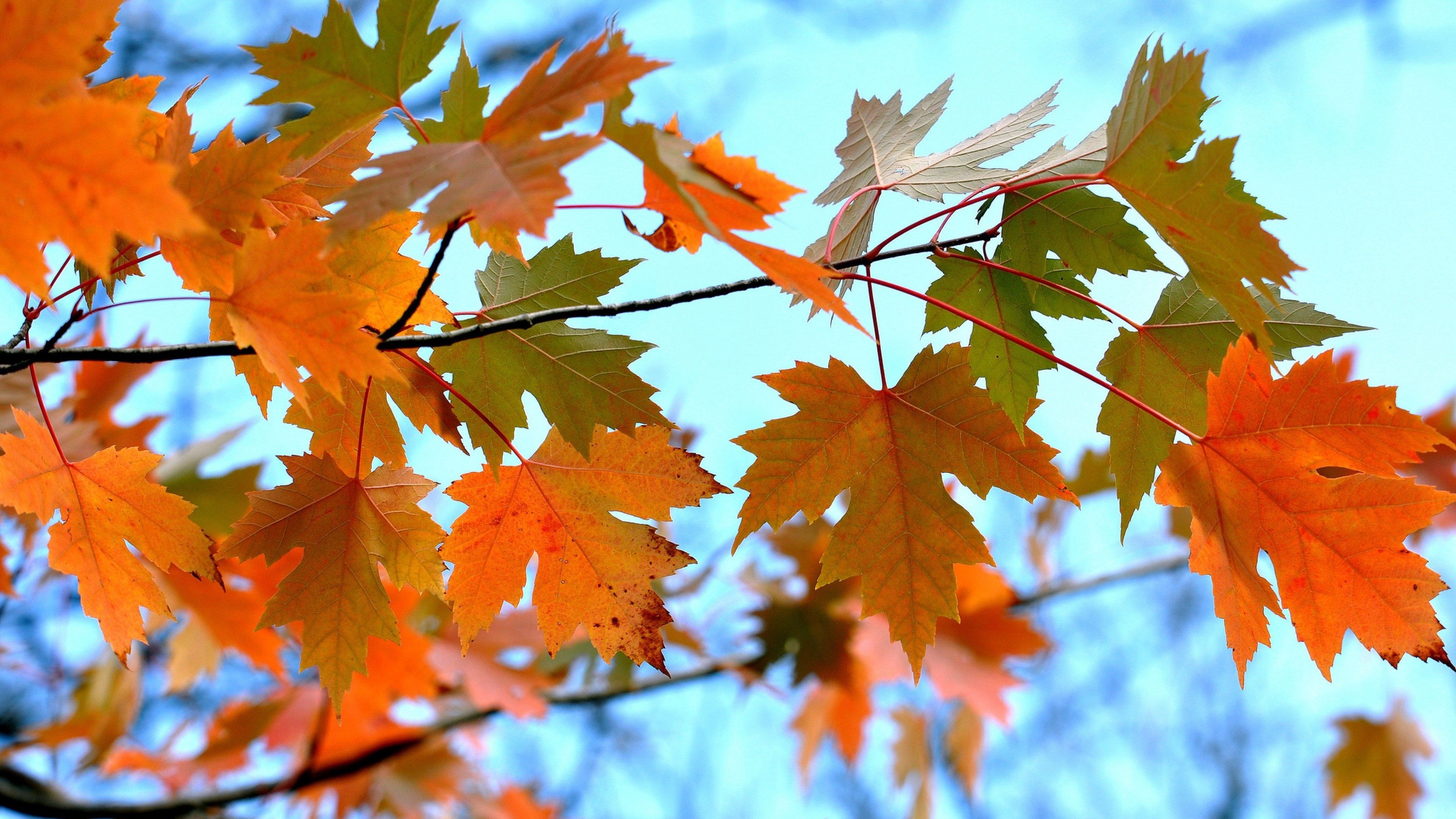 Branch, Maple Tree Wallpaper, 3840x2160 4K Desktop