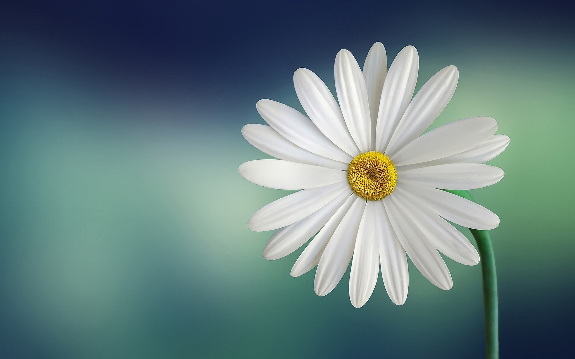 Daisy in HD, Crystal-clear resolution, Captivating images, High-quality backgrounds, 1920x1200 HD Desktop