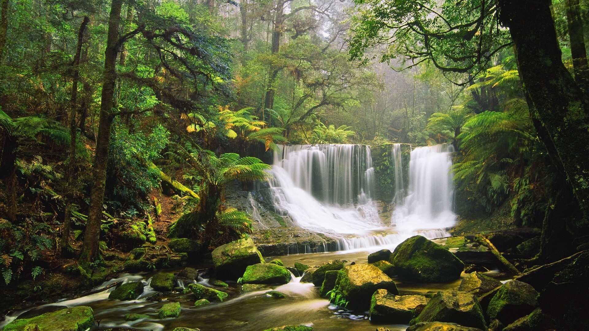 Rainforest wallpaper, Vibrant and exotic, Nature's sanctuary, Biodiversity hotspot, 1920x1080 Full HD Desktop