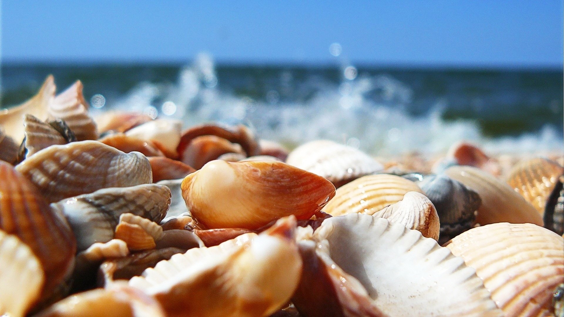 Shell paradise, Ocean beauty, Coastal serenade, Nature's marvels, 1920x1080 Full HD Desktop