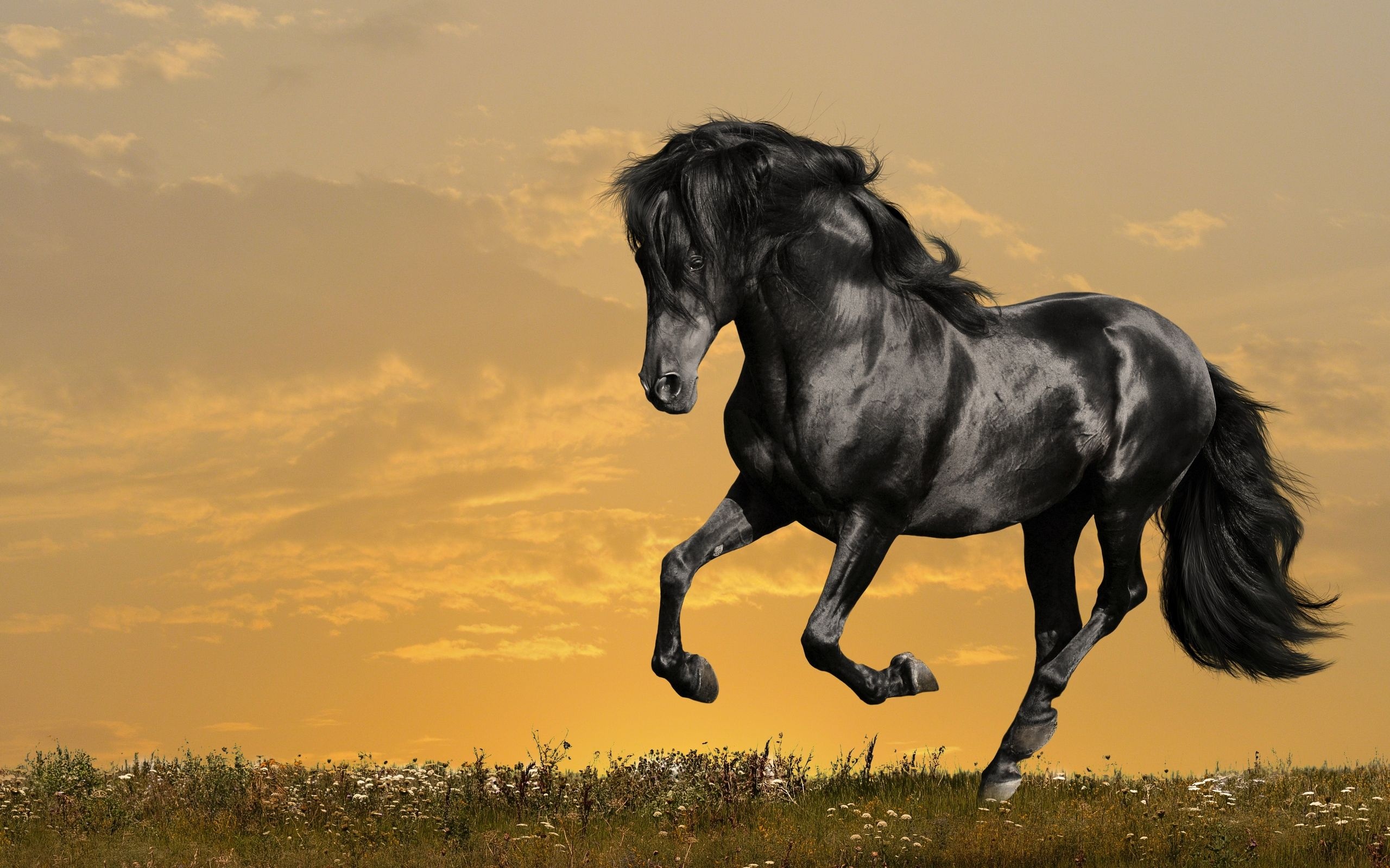 Elegant horse portraits, Stunning grace, Timeless beauty, Equine magnificence, 2560x1600 HD Desktop