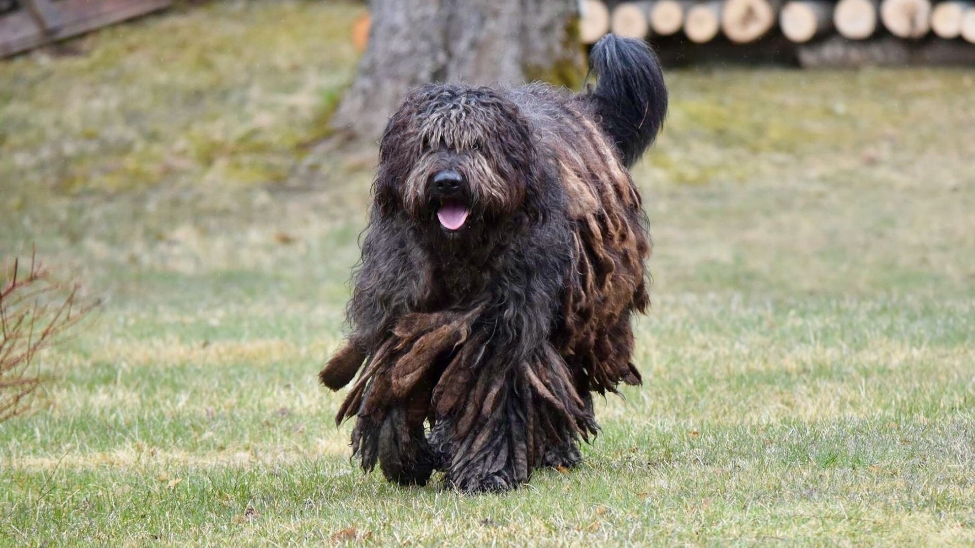 Bergamasco, Dog breed, Identification quiz, Animal, 1920x1080 Full HD Desktop