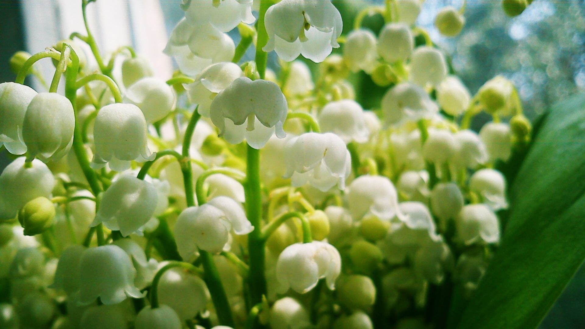 Lilys of the Valley, Bouquet bells, Beautiful flowers, Spring wallpaper, 1920x1080 Full HD Desktop