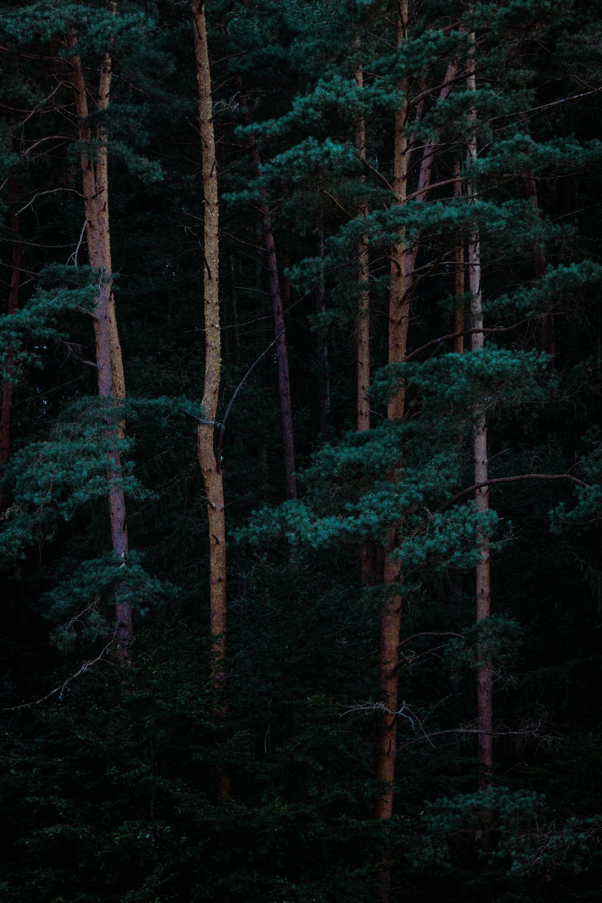 Mysterious forest, Nature's darkness, Shadowed beauty, Haunting woods, 2000x3000 HD Phone