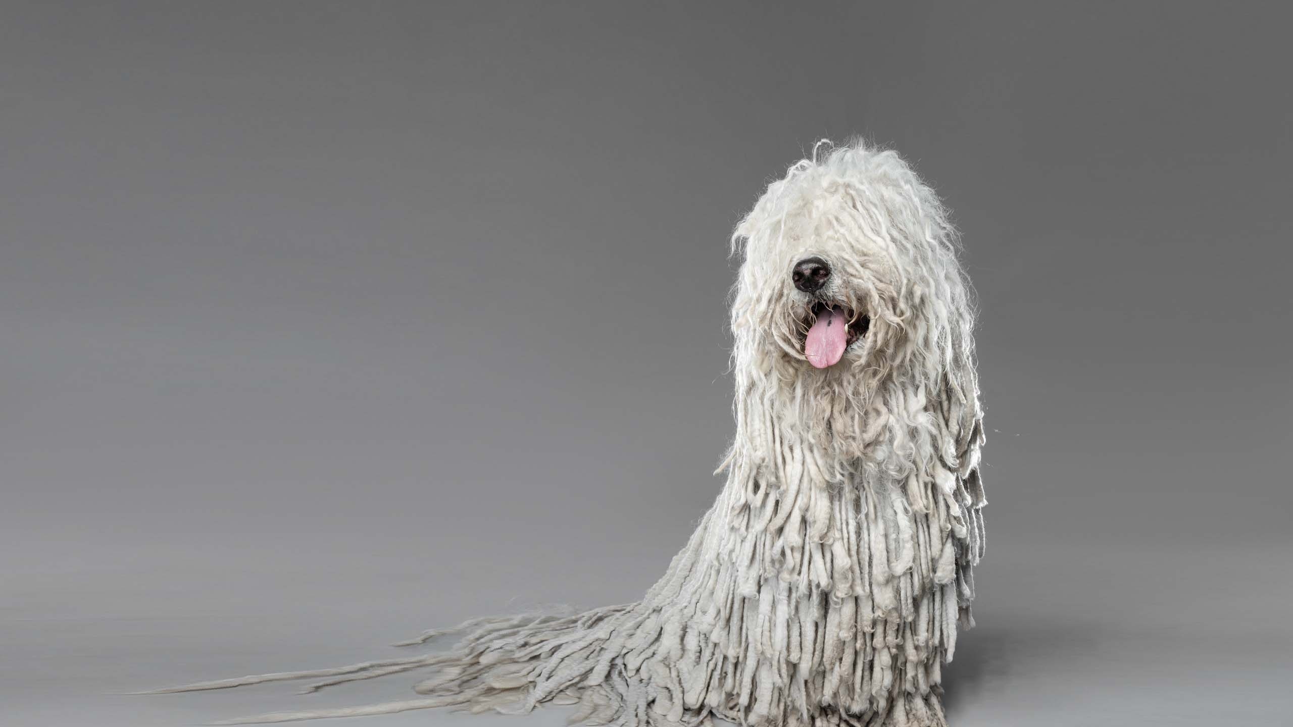 Bergamasco, Tech accessories, Modern mutt, Animal, 2560x1440 HD Desktop