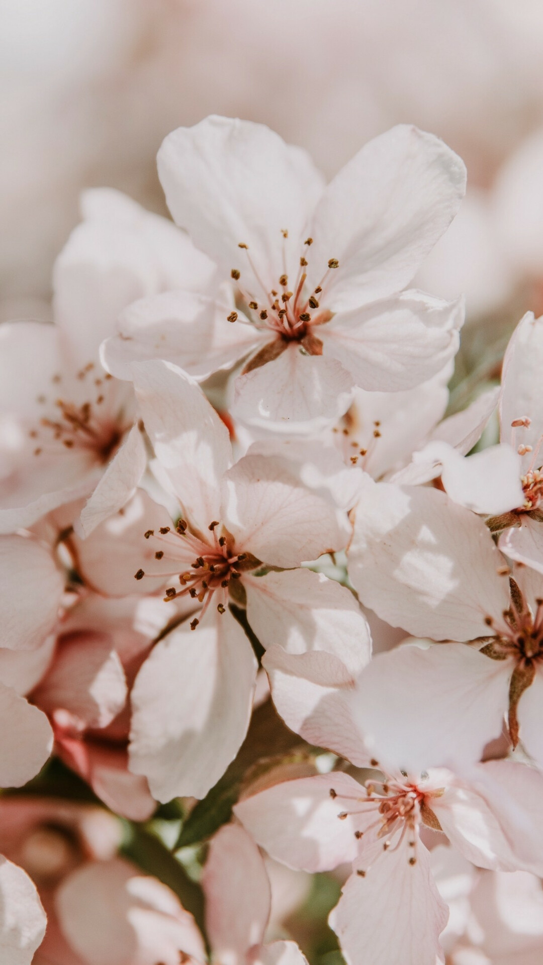 4K sakura flowers wallpaper, Stunning nature, Japanese art, Blossoming beauty, 1080x1920 Full HD Phone