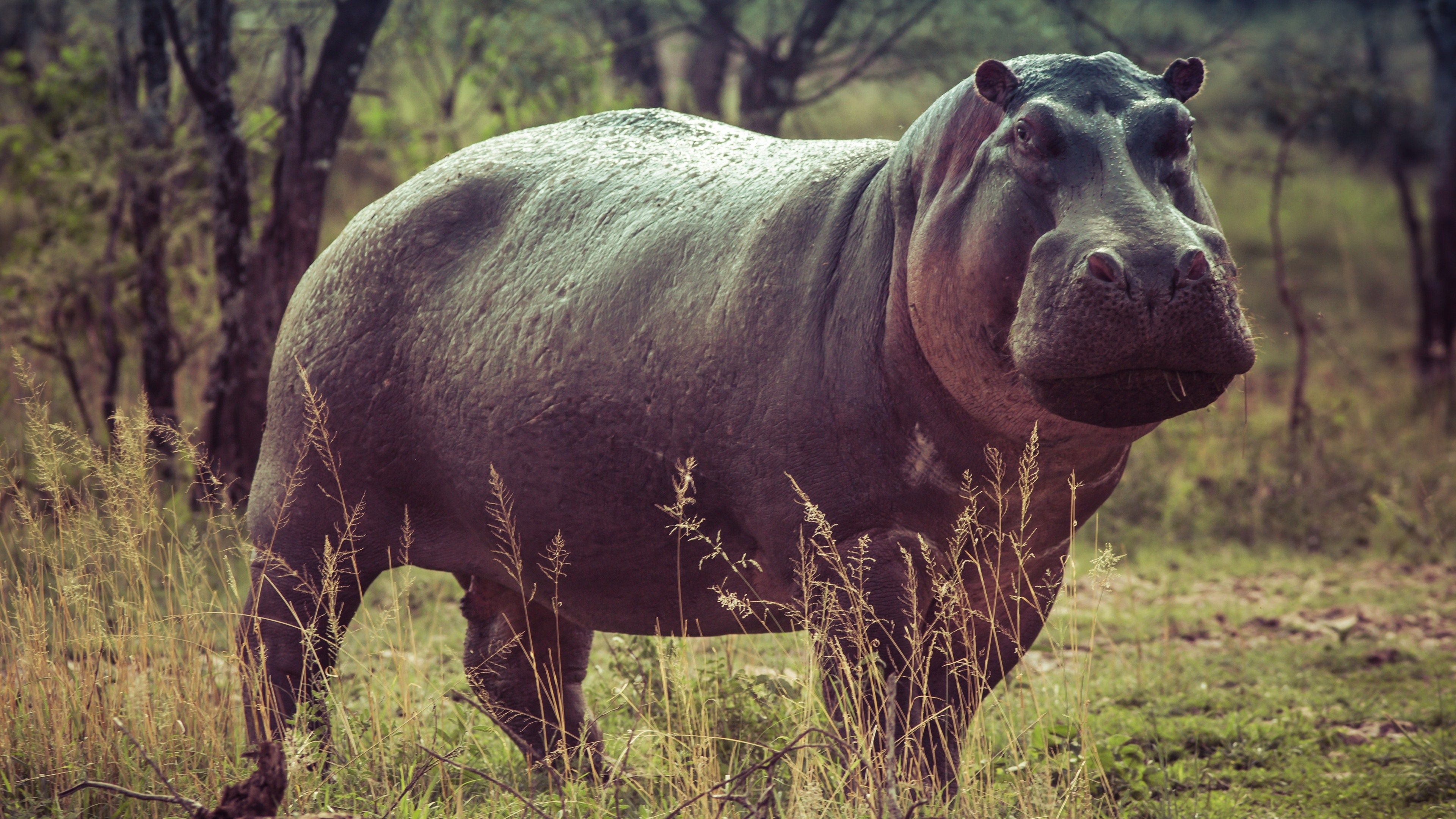 Hippo wallpapers, Stunning backgrounds, Wildlife beauty, Nature's marvels, 3840x2160 4K Desktop