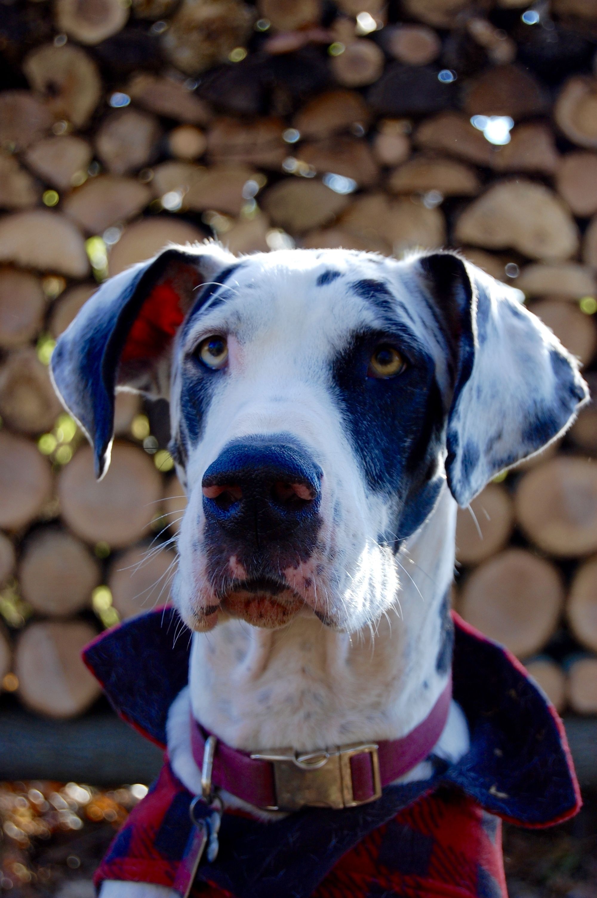 Great Dane, Harlequin photography, Fall dog sweaters, Animal lovers, 2000x3010 HD Phone