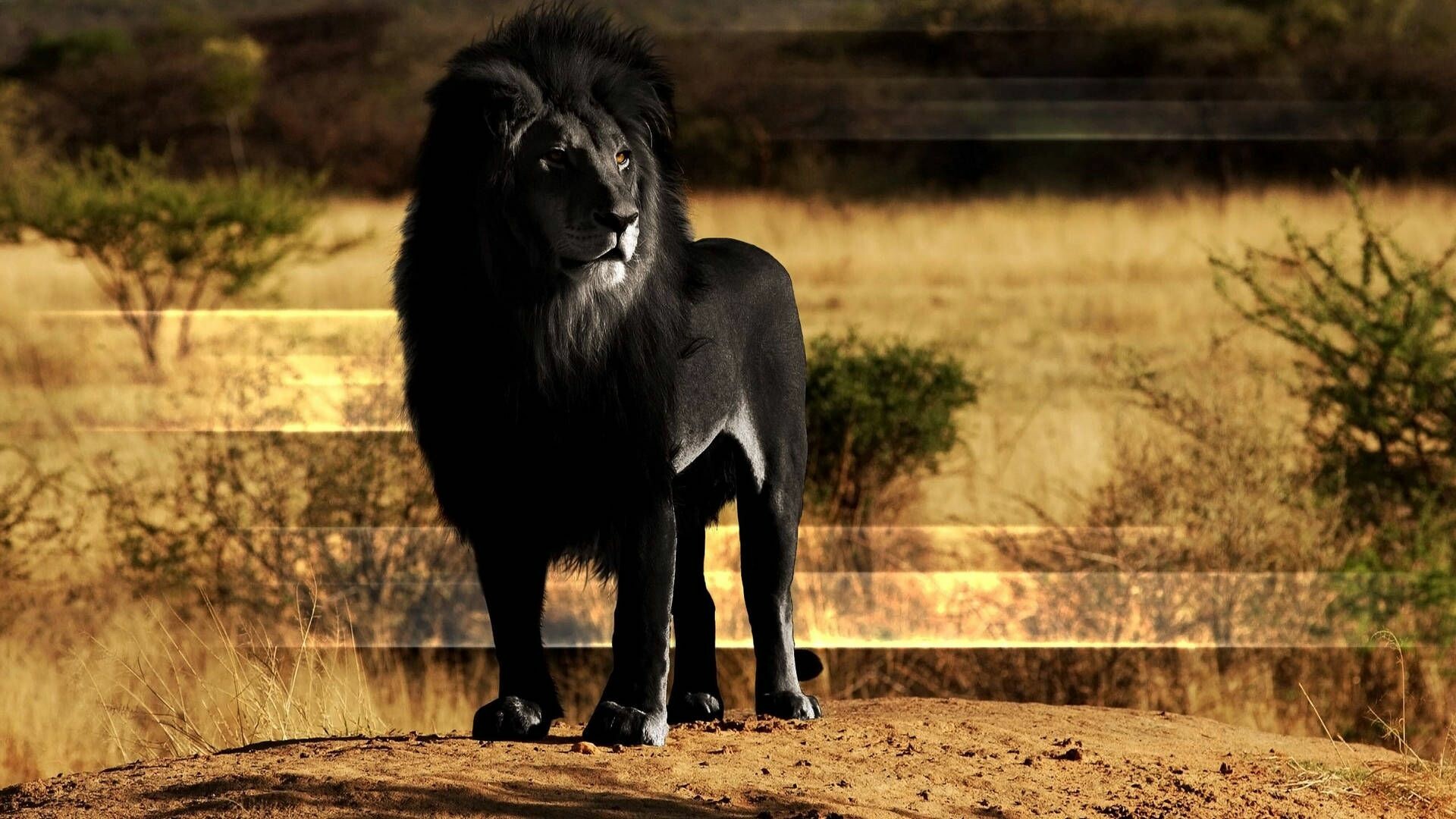 Black lion, Lions Wallpaper, 1920x1080 Full HD Desktop