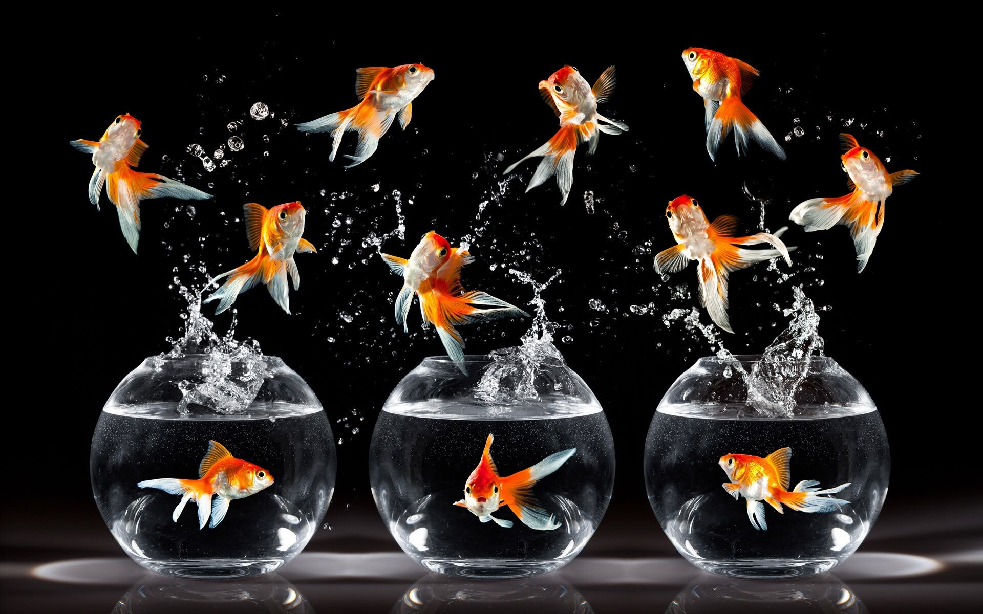 Gold Fish, Goldfish HD wallpaper, Background image, no keywords available, 1920x1200 HD Desktop