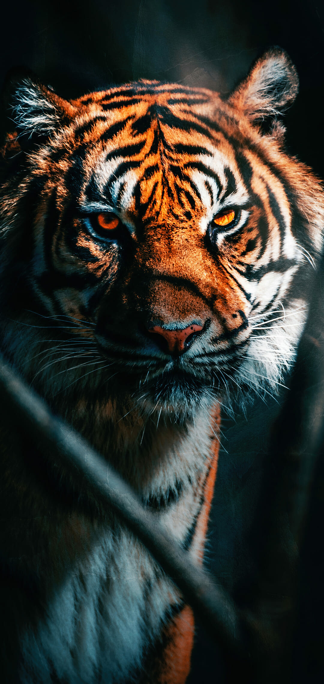 Artistic tiger renderings, Striking tiger portraits, 1080x2280 HD Phone