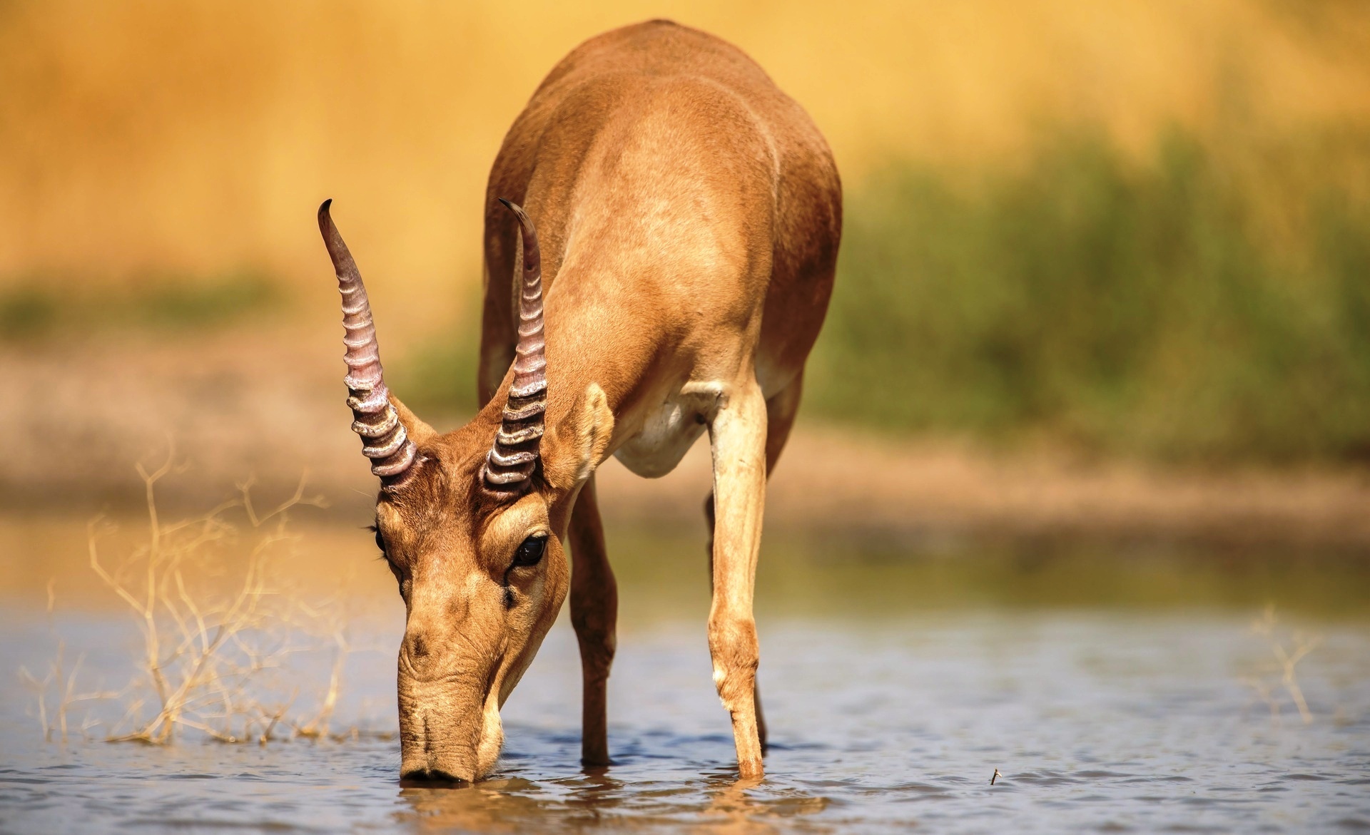 Saiga antelope, Unique appearance, Endangered species, Nature wallpaper, 1920x1180 HD Desktop