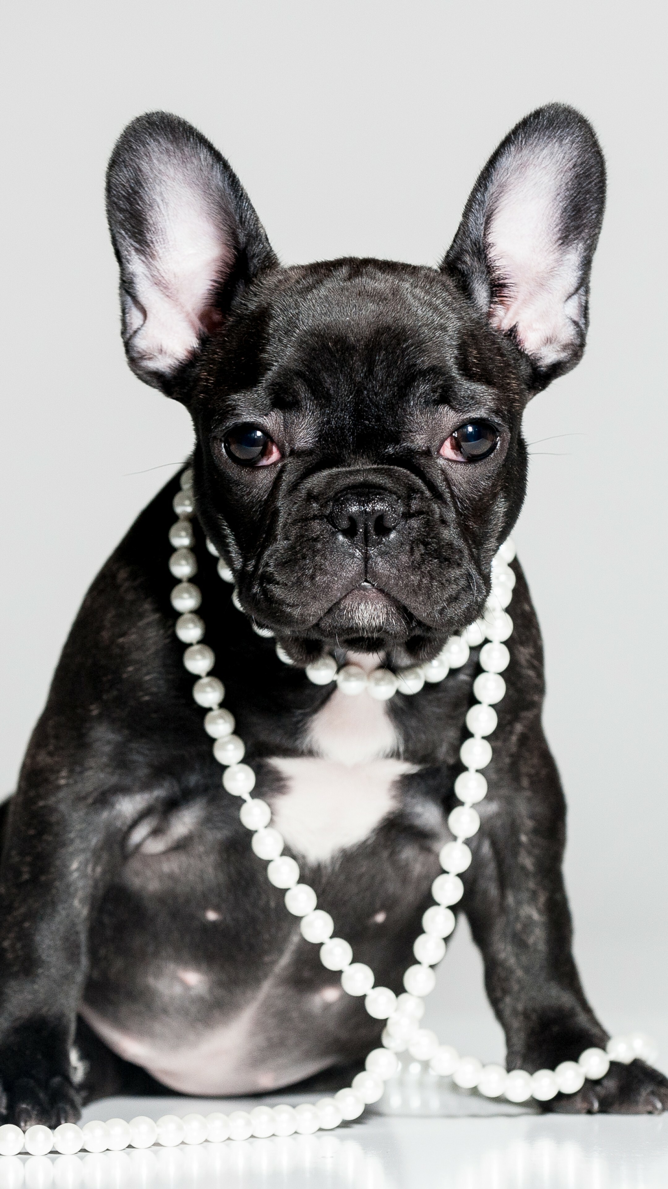 Cute French Bulldog wallpaper, Adorable animals, 5K image, Lovable puppies, 2160x3840 4K Phone