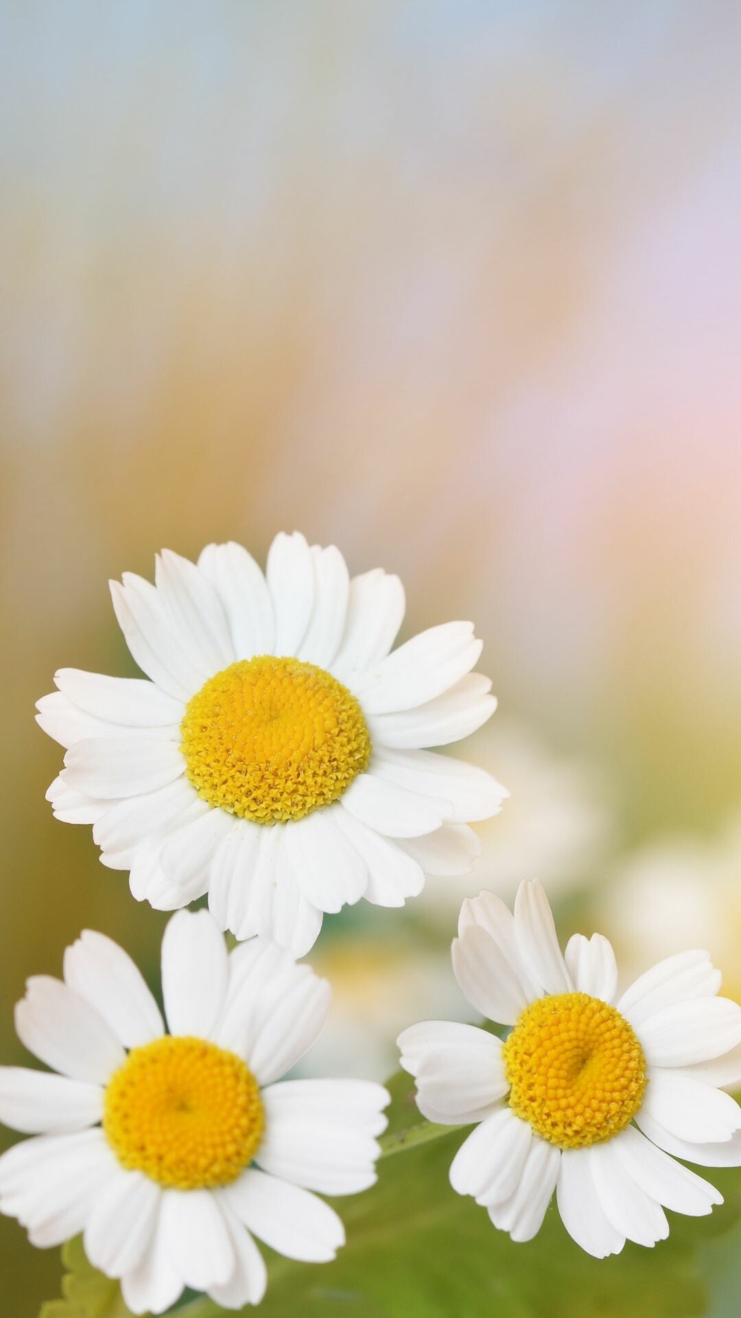 Beautiful mobile wallpapers, Daisy inspiration, The XO factor, Phone backgrounds, 1080x1920 Full HD Phone