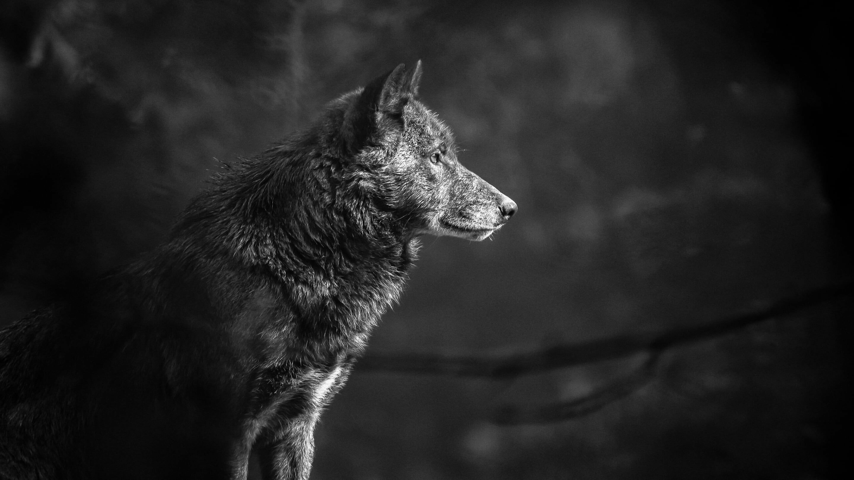 Gray scale wolf photography, Monochrome beauty, Subtle details, Captivating image, 2880x1620 HD Desktop