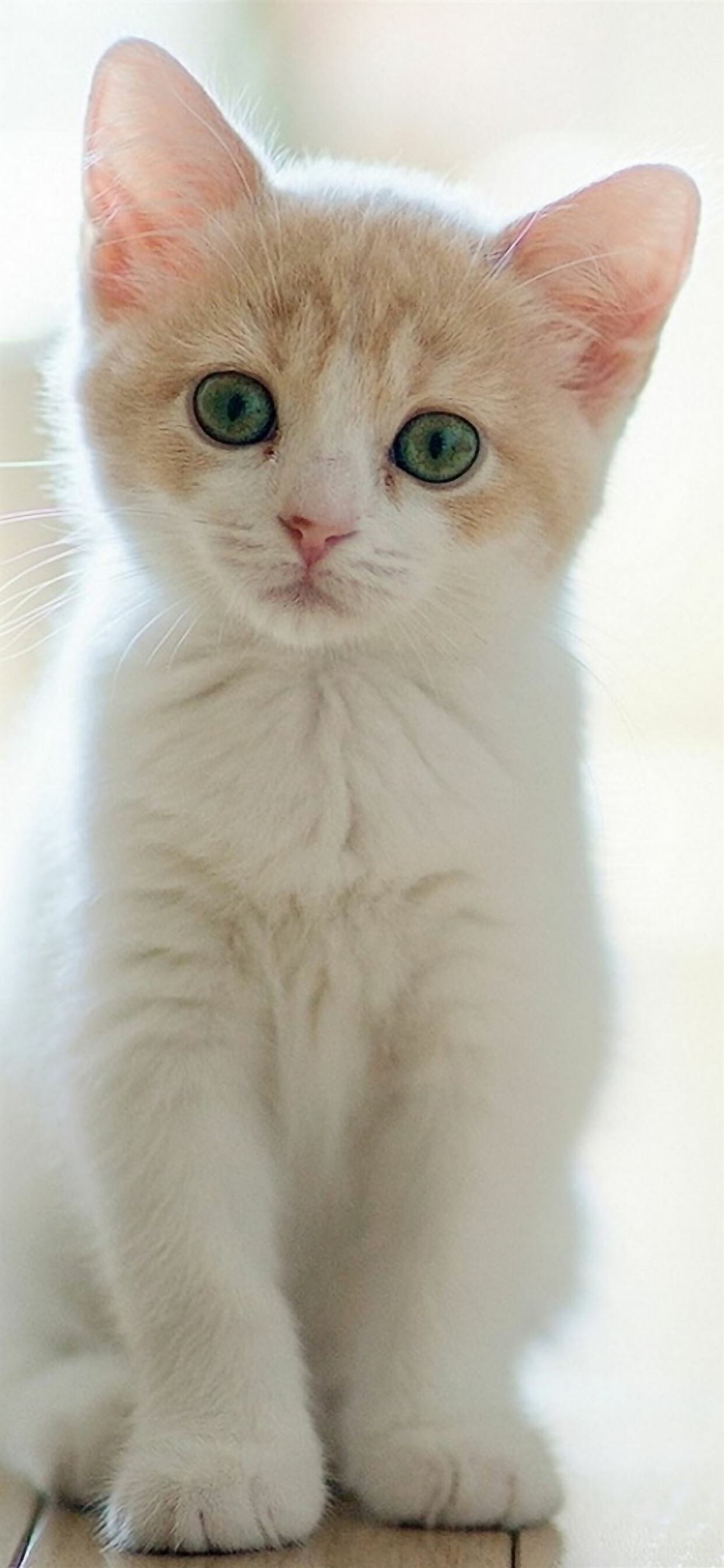 Cute staring kitten, Lovely cat wallpaper, Desktop, Mobile, Tablet, 1250x2690 HD Phone