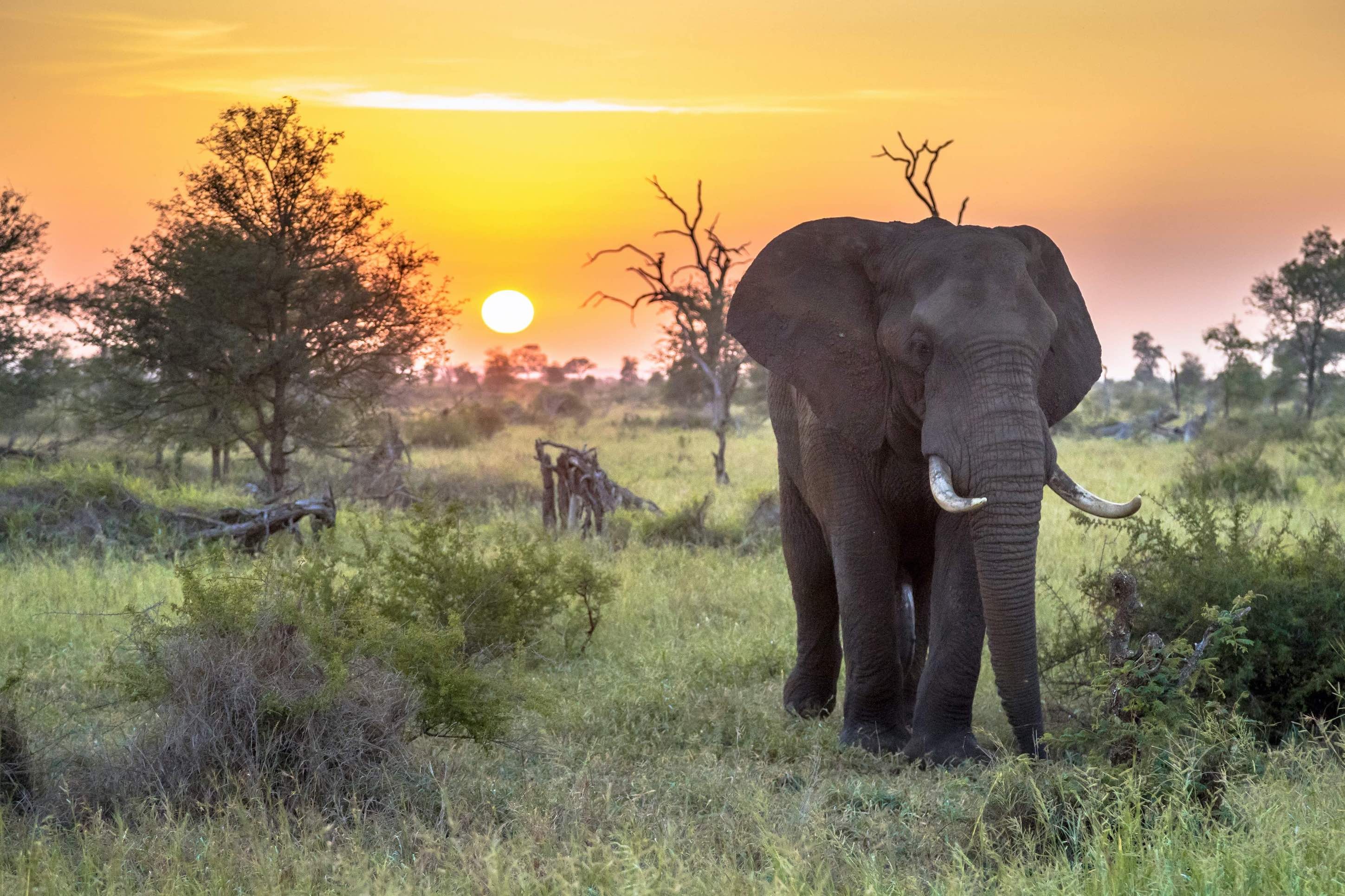 South African beauty, Pristine nature, National park gem, Wildlife haven, 2900x1940 HD Desktop