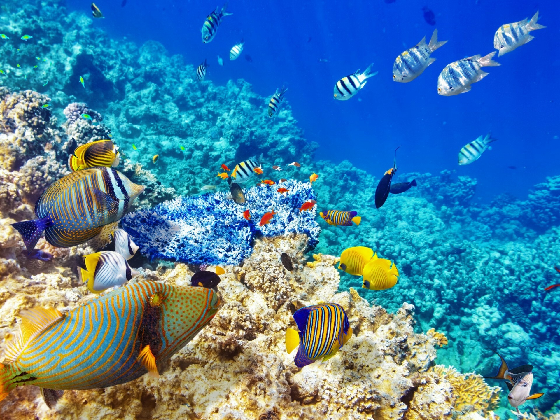 Underwater world, Ocean coral reef, Tropical fishes, 1920x1440 HD Desktop