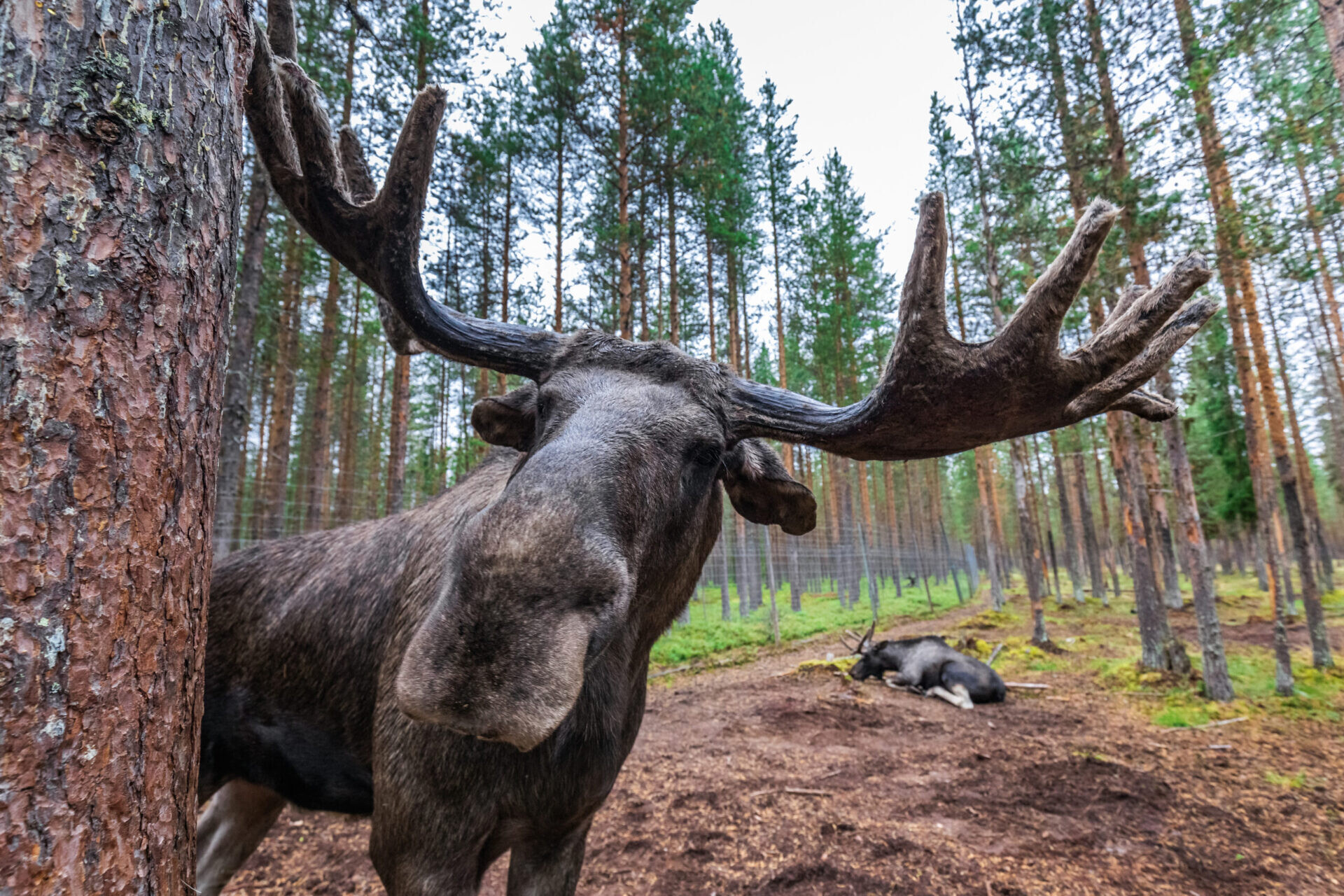 Elk (Animals), Silent observers, Camouflaged hunters, Glistening antlers, 1920x1280 HD Desktop