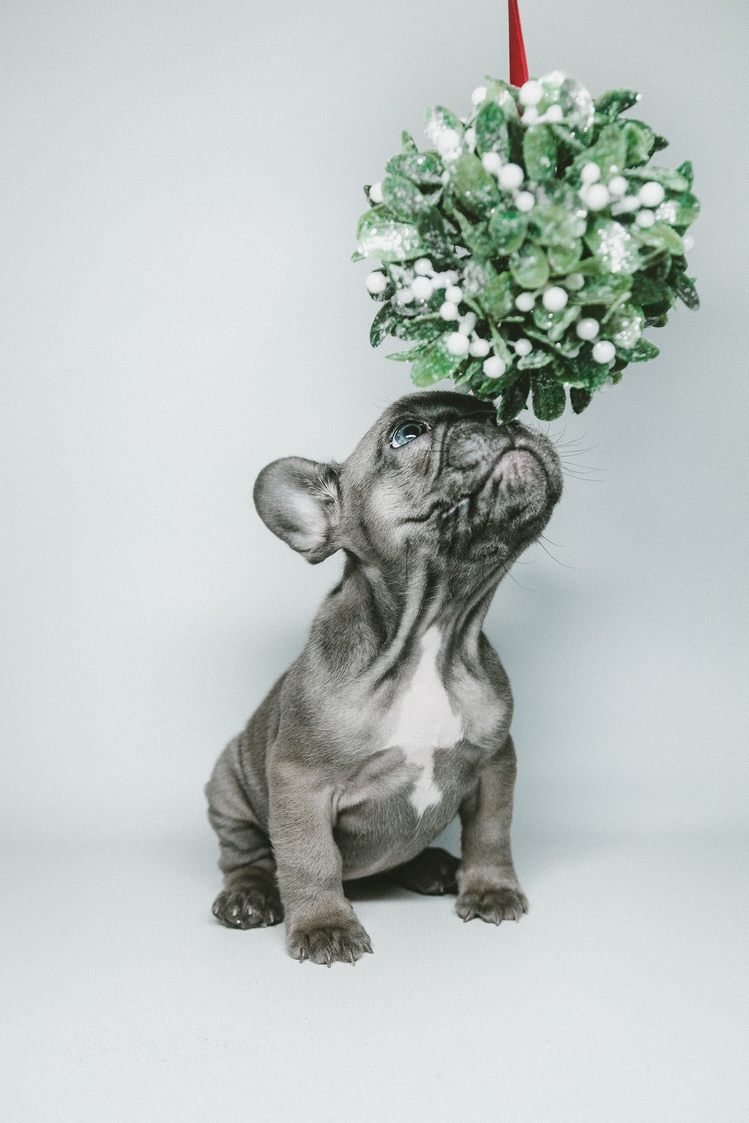 Mistletoe, French Bulldogs Wallpaper, 1500x2250 HD Phone