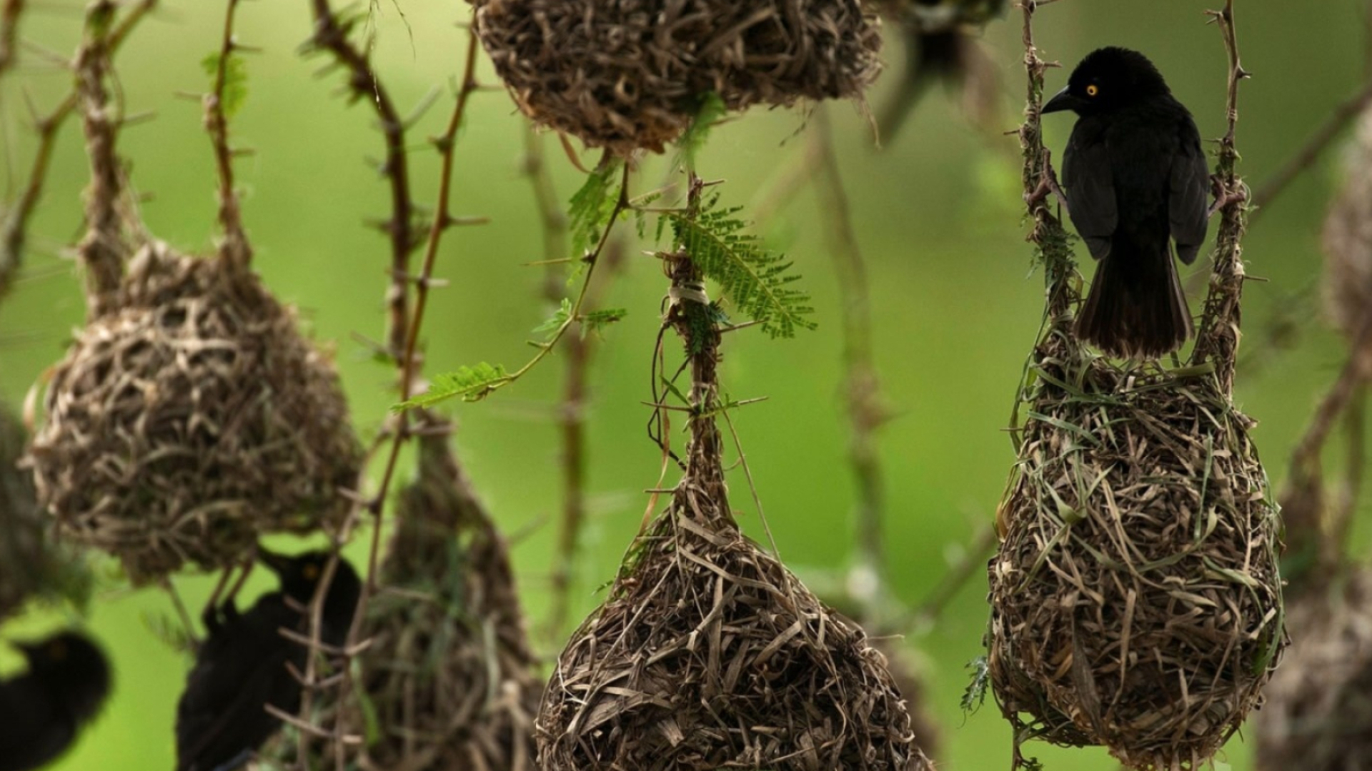 Uganda travels, Weaver birds, Eye-catching XFCE desktop, Beautiful, 1920x1080 Full HD Desktop