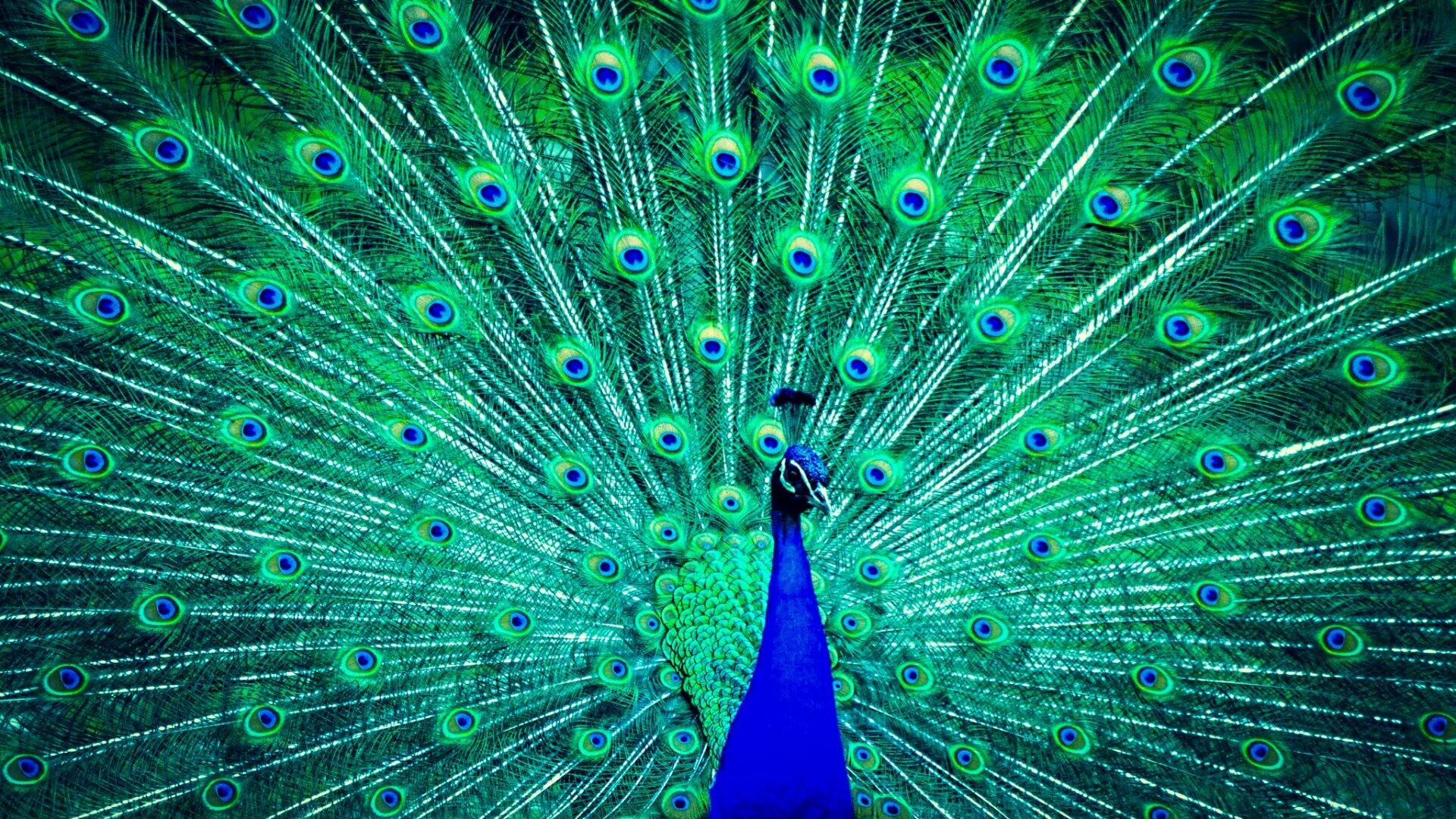 Peacock HD wallpaper, Stunning, Vibrant colors, Beauty, 1920x1080 Full HD Desktop