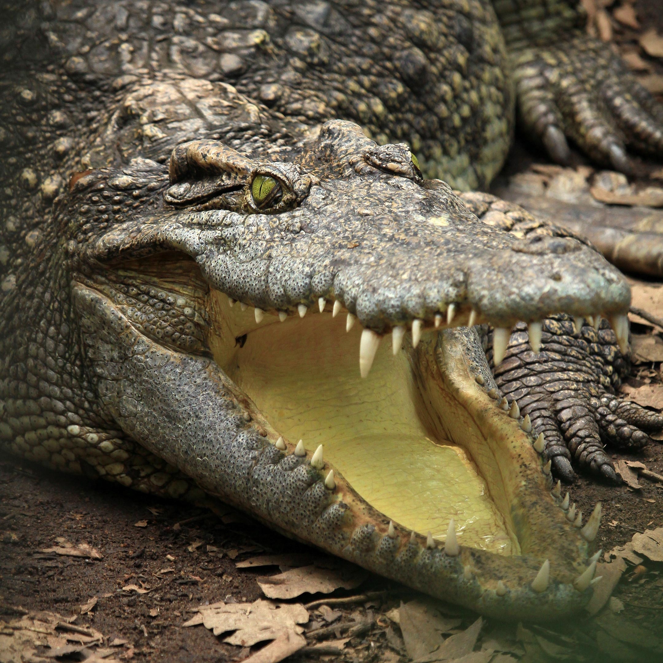 Close-up, Alligators Wallpaper, 2160x2160 HD Phone