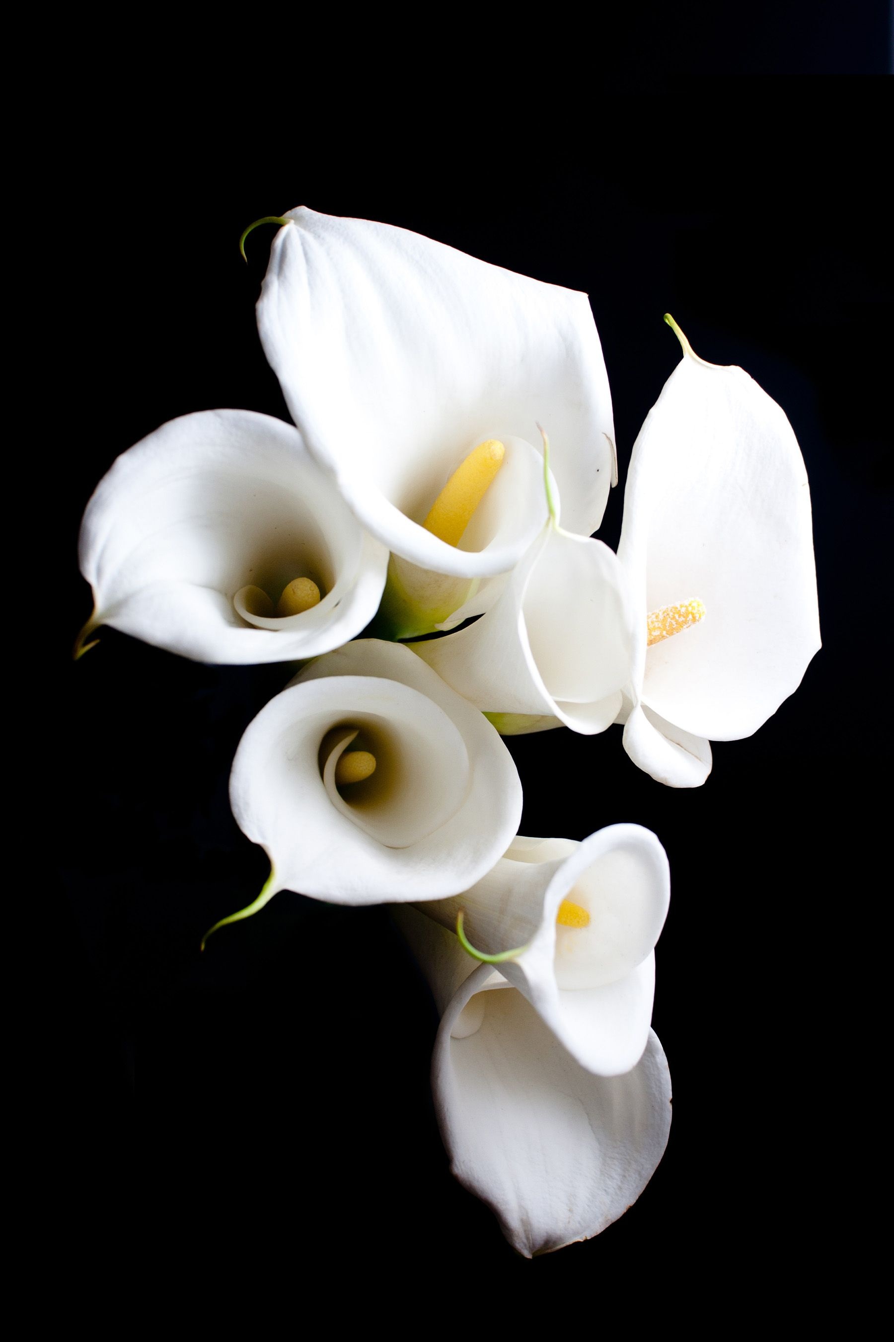 Calla Lily, Lily flowers wallpapers, Nature's masterpiece, Floral beauty, 1800x2700 HD Phone