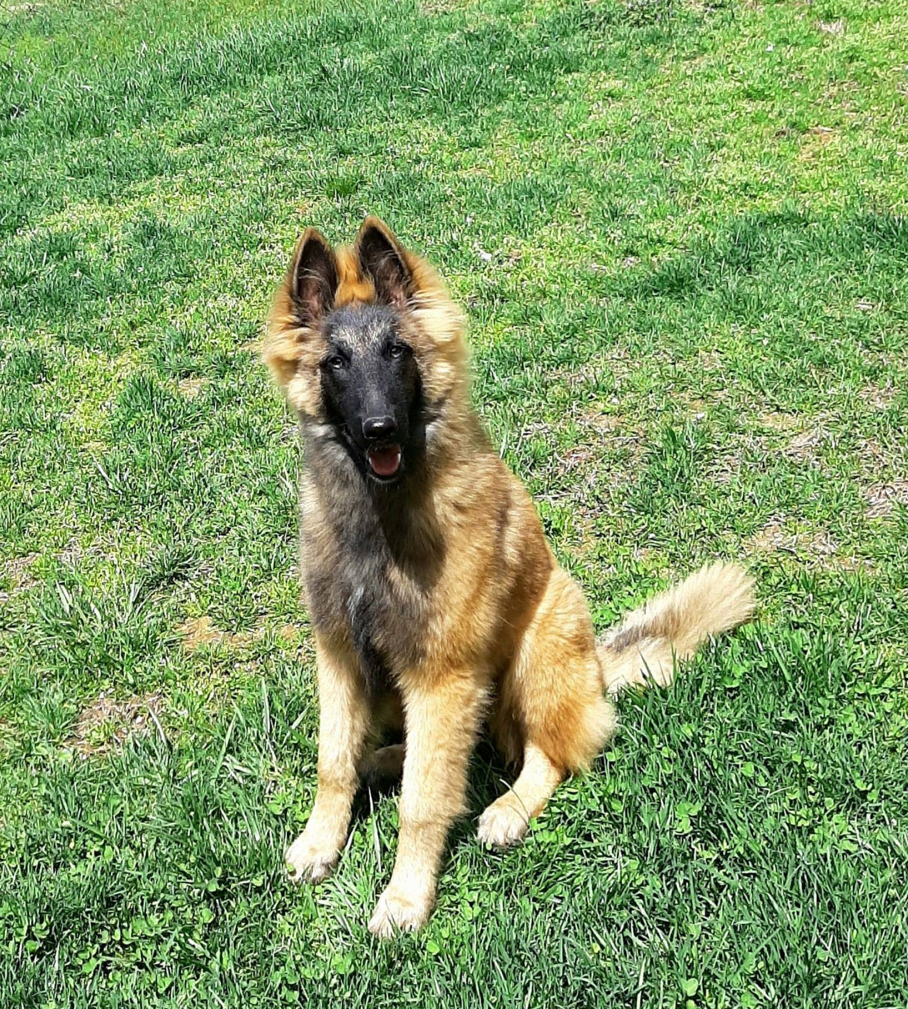 Shumaker Hills, Belgian Tervuren, Our girls, Show quality, 1820x2020 HD Phone