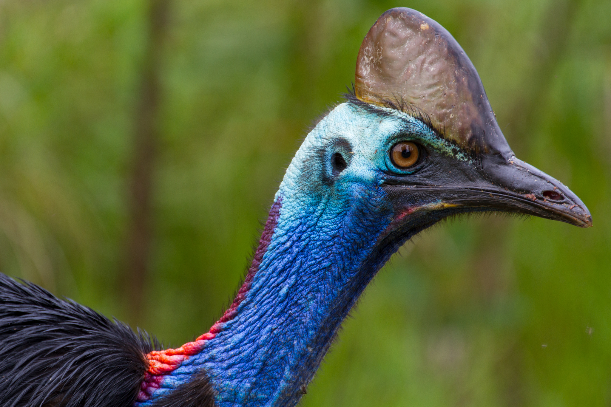 Casuariiformes order, Cassowary classification, Evolutionary connections, Nature's diversity, 2050x1370 HD Desktop