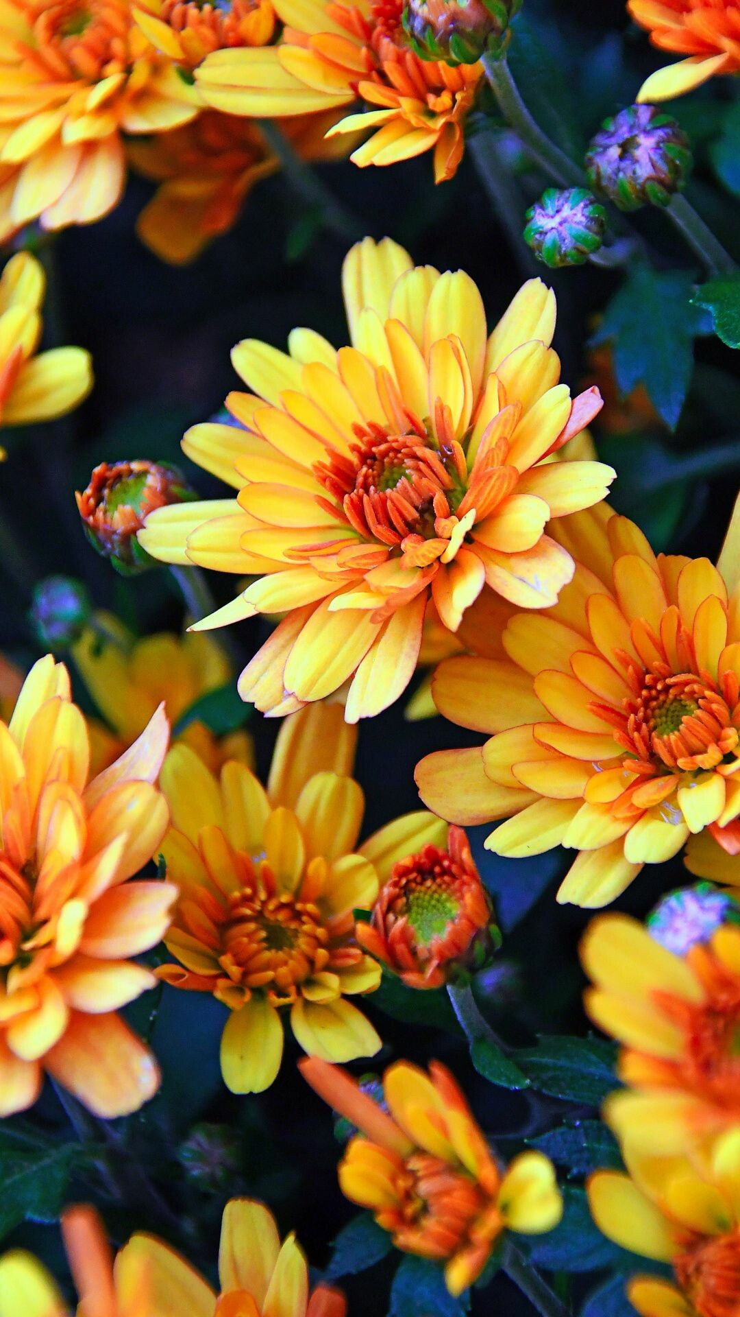 Autumn yellow flowers, Chrysanthemum wallpaper, Vibrant backdrop, Floral beauty, 1080x1920 Full HD Phone