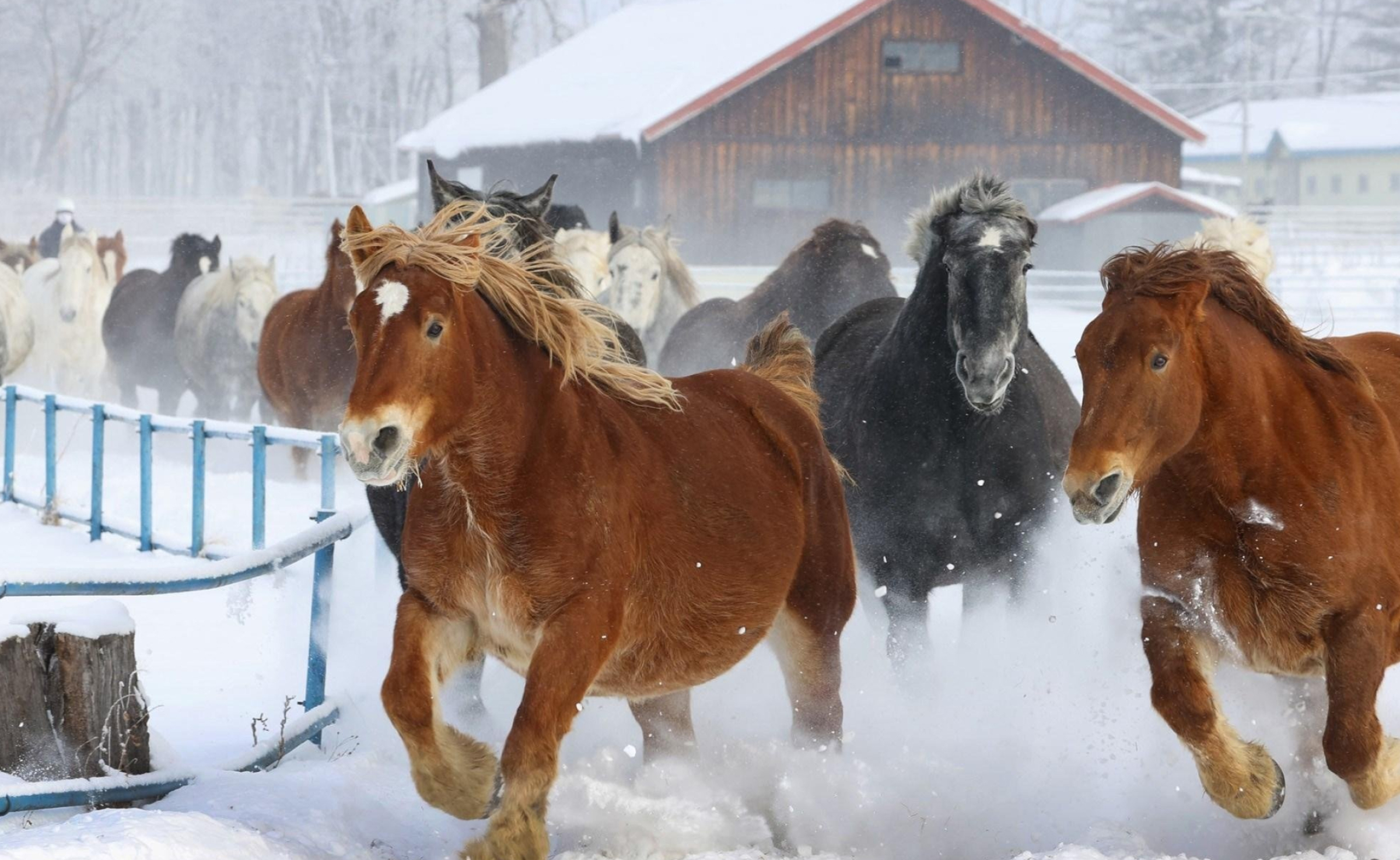 Snowy horse stampede, Hokkaido's winter magic, Whipped-up snowflakes, Mesmerizing spectacle, 2400x1480 HD Desktop