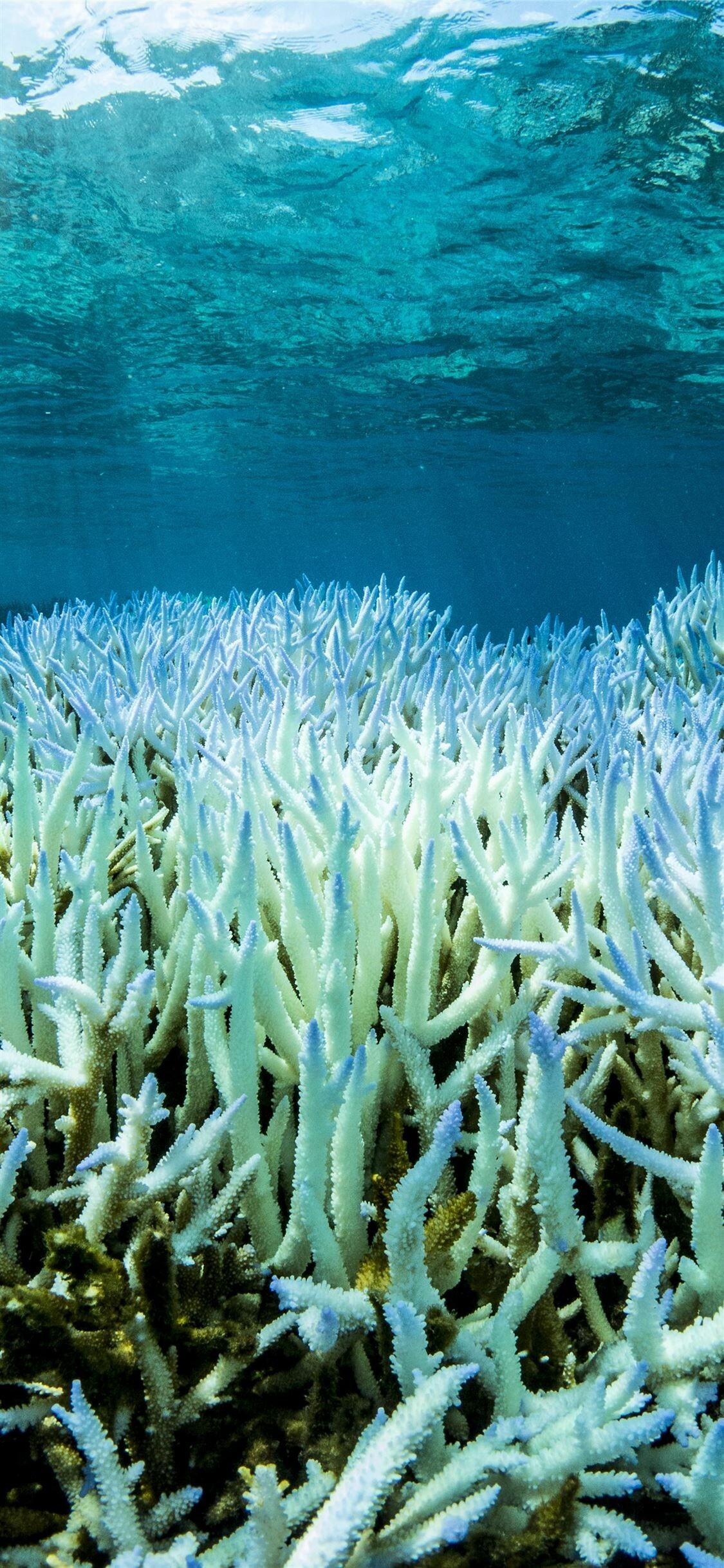 Great Barrier Reef, 100 most beautiful places, Australia, Coral bleaching, 1130x2440 HD Phone