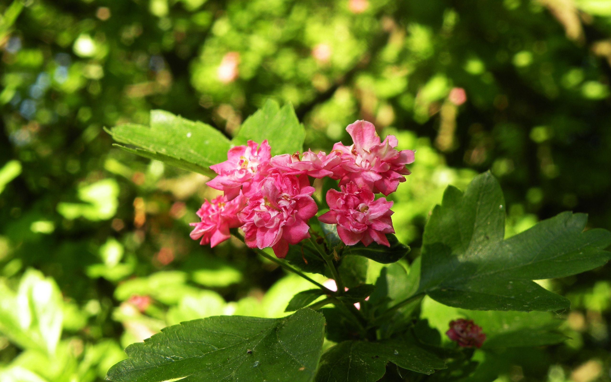 Hawthorn Tree Nature, Raqu, 2560x1600 HD Desktop