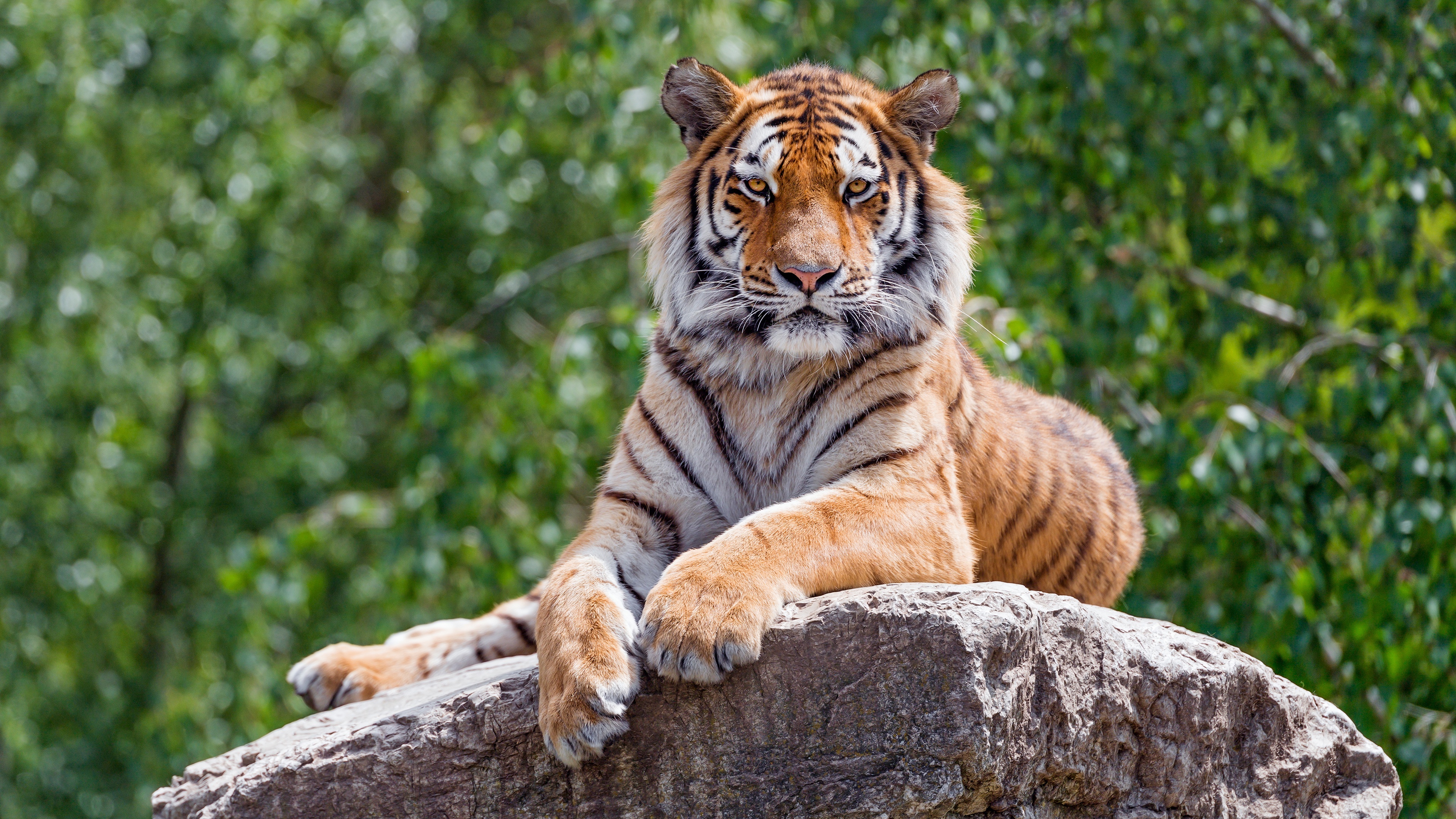 Tiger animals, Big cats, Stone wallpaper, Resolution id1260700, 3840x2160 4K Desktop