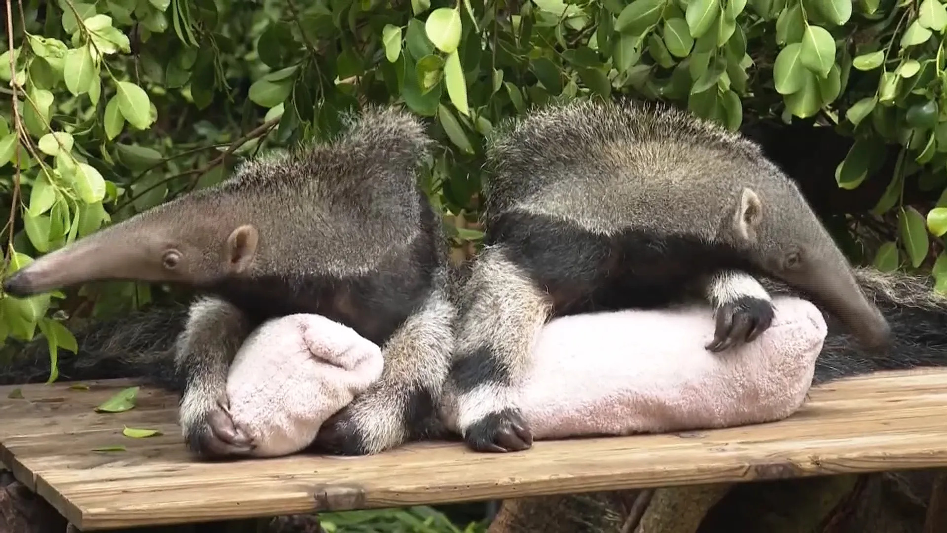 Adorable giant anteater twins, Zoo debut, Anteater, Giant anteater, 1920x1080 Full HD Desktop