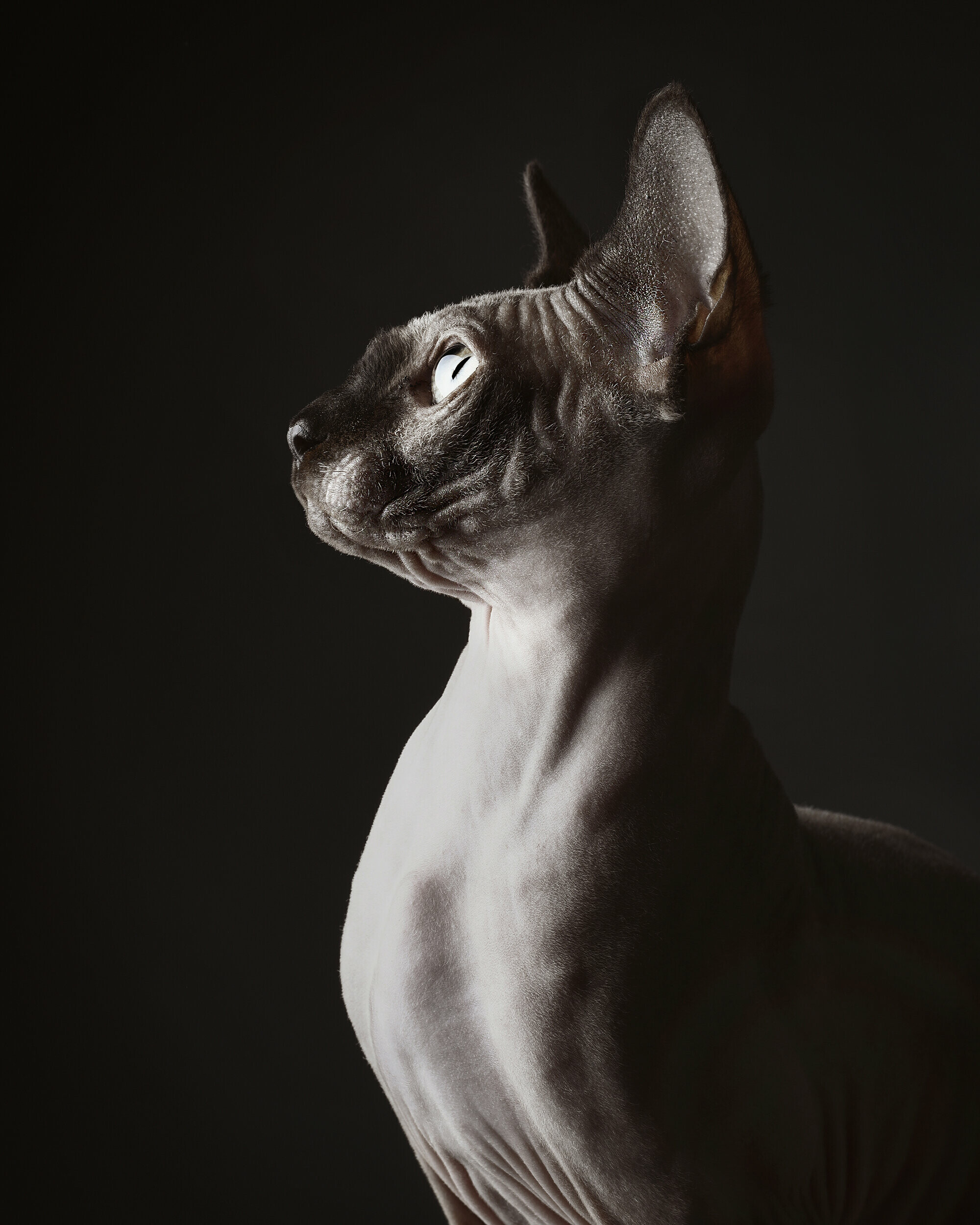 Profile, Sphynx Wallpaper, 2000x2500 HD Phone