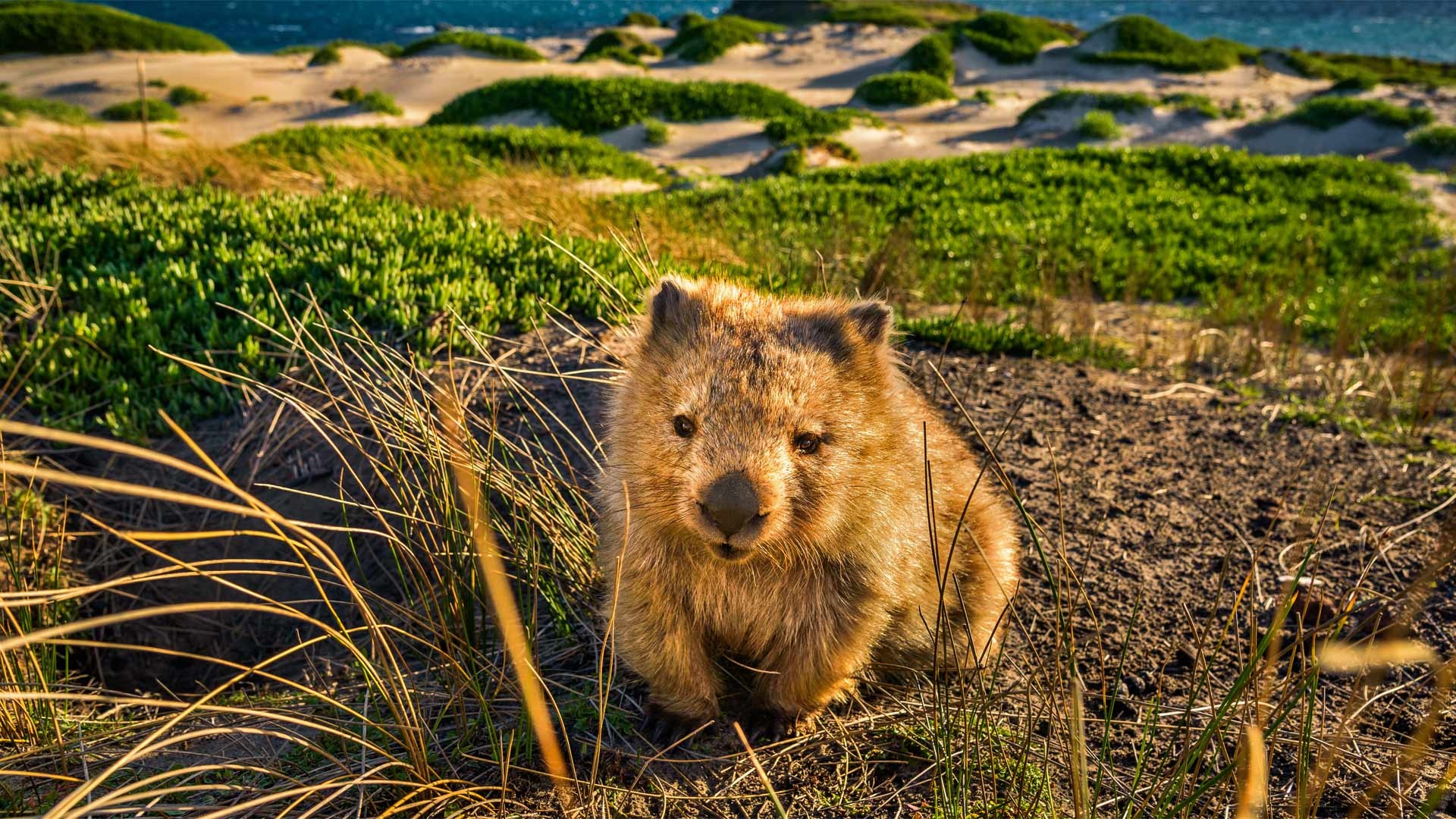 Stunning wombat, Beautiful background, Free wallpapers, Natural wildlife, 1920x1080 Full HD Desktop