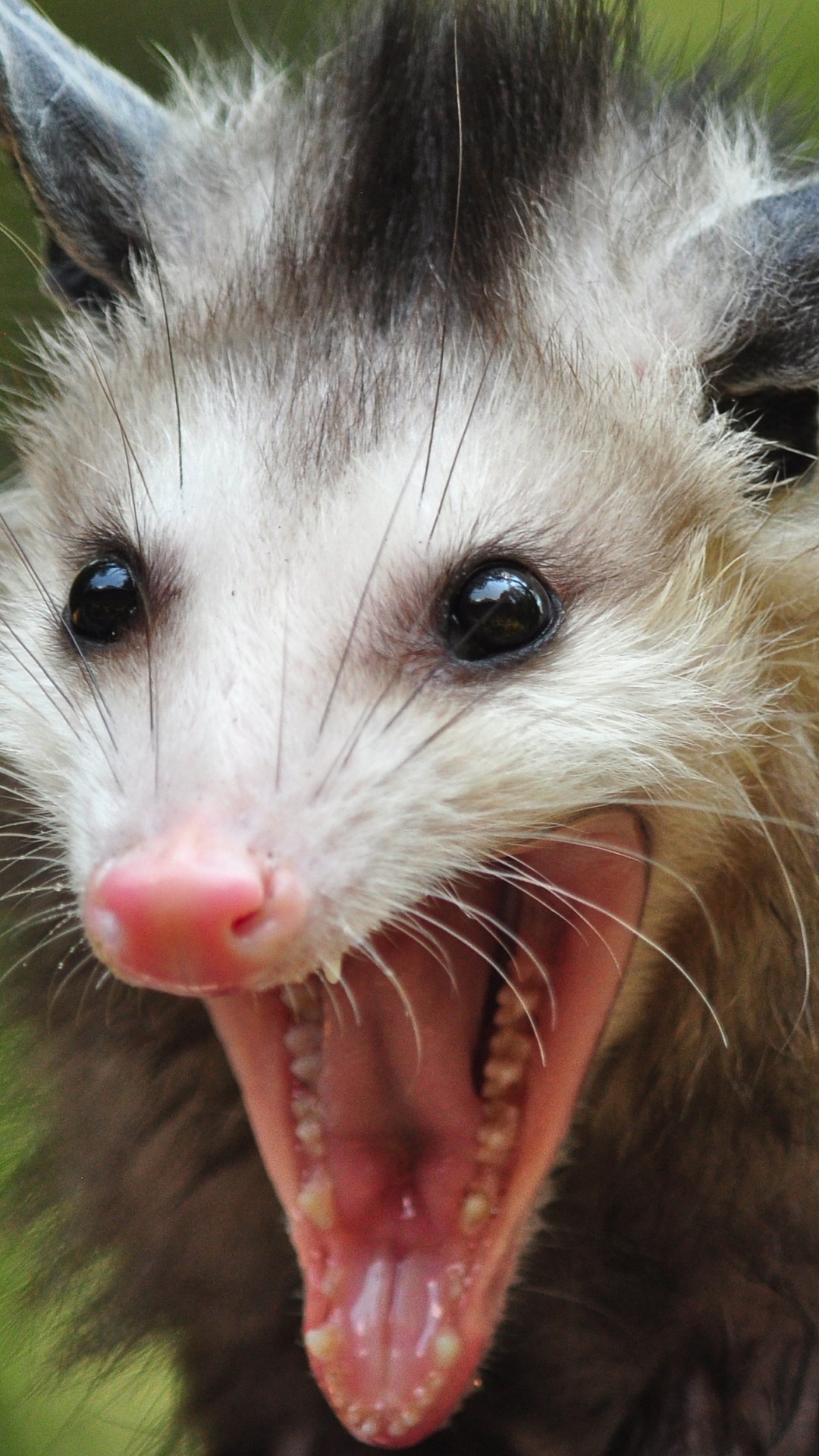 Possum, Beautiful nature scenes, Outdoor photography, Wildlife appreciation, 1080x1920 Full HD Phone