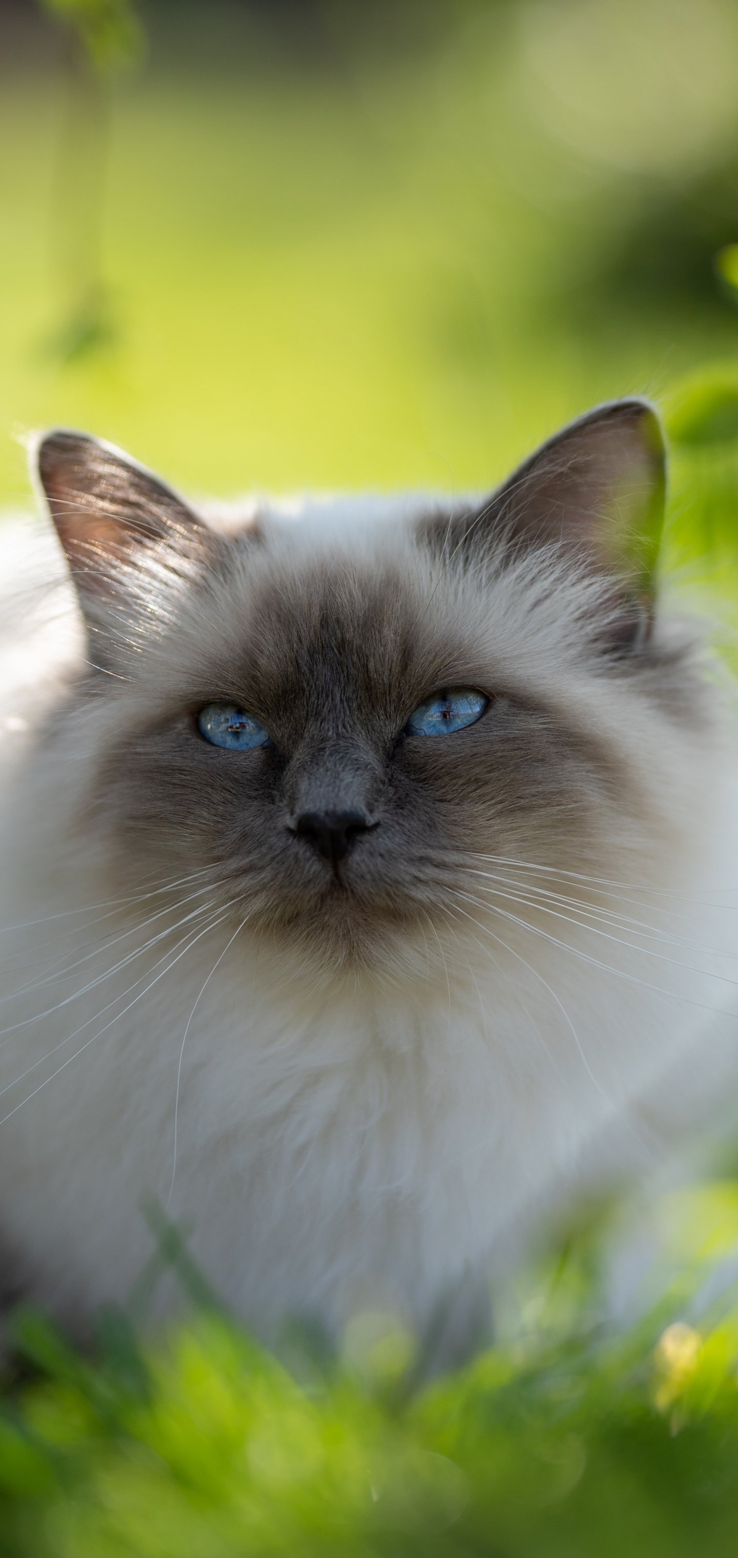 Animal, Cat, Balinese Cat, 1440x3040 HD Phone