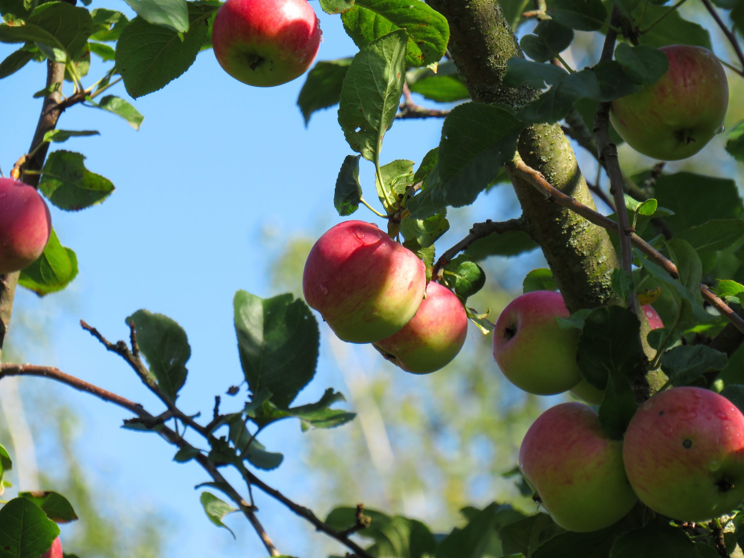 Honeycrisp, Apple Trees Wallpaper, 2560x1920 HD Desktop