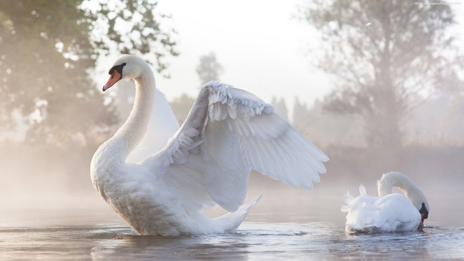 Beautiful swan desktop, Michelle Walker beautiful, Swan desktop wallpaper, Beautiful swan, 1920x1080 Full HD Desktop