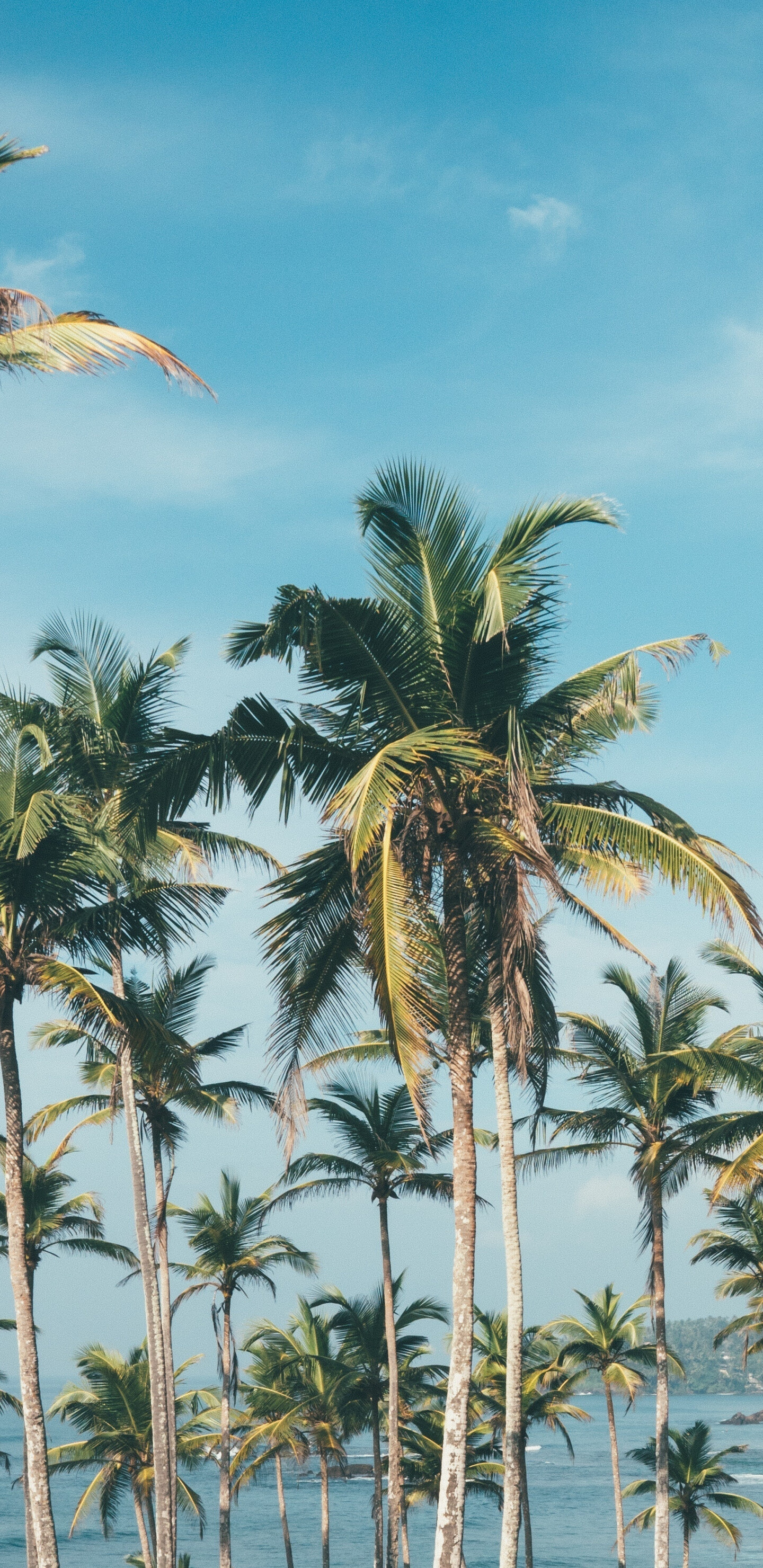 Palm Tree, Sunny day, Samsung Galaxy S8, Background image, 1440x2960 HD Phone