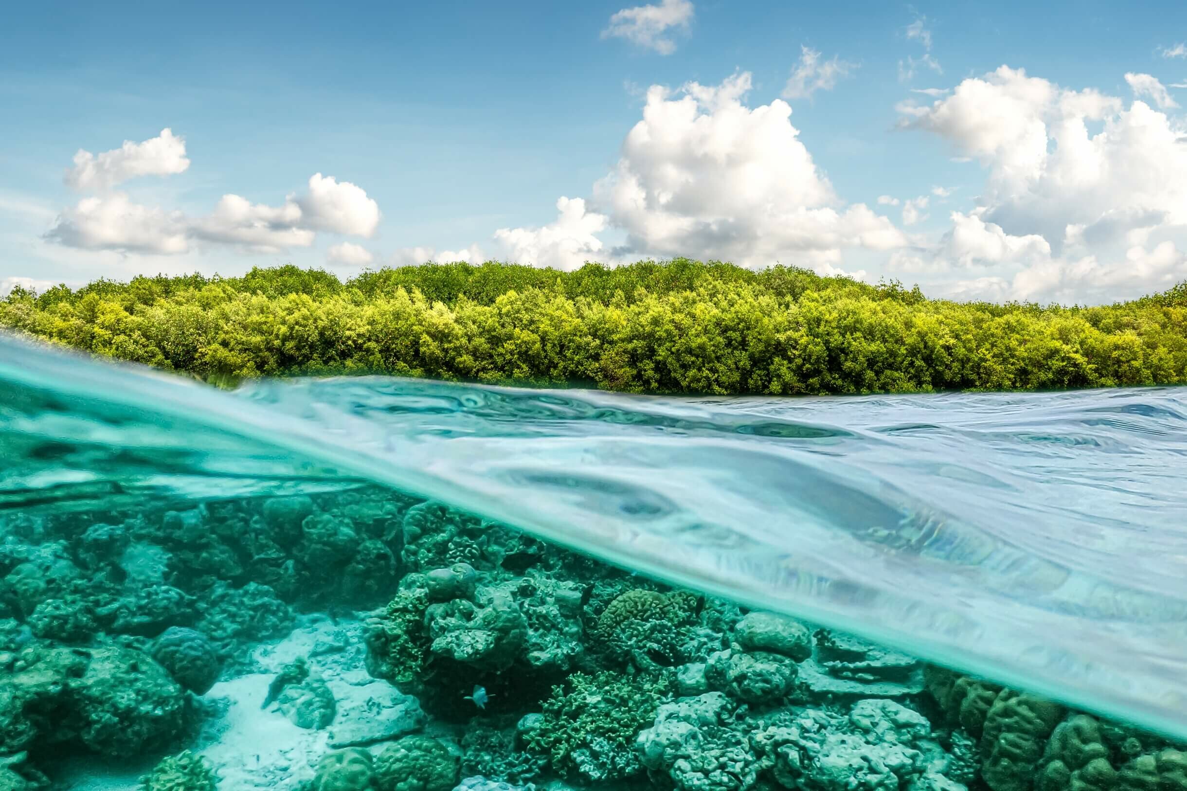 Great Barrier Reef, Vlinder future matters, 2440x1630 HD Desktop