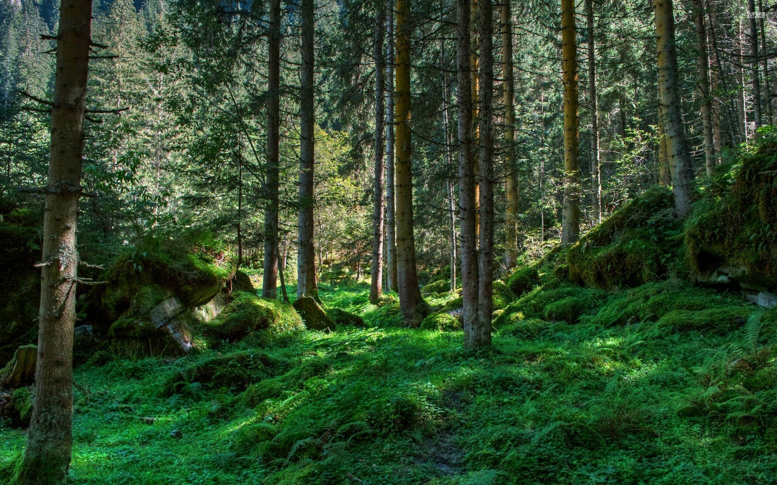 Panoramic forest vistas, Majestic towering trees, Nature's breathtaking beauty, Peaceful tranquility, 2560x1600 HD Desktop