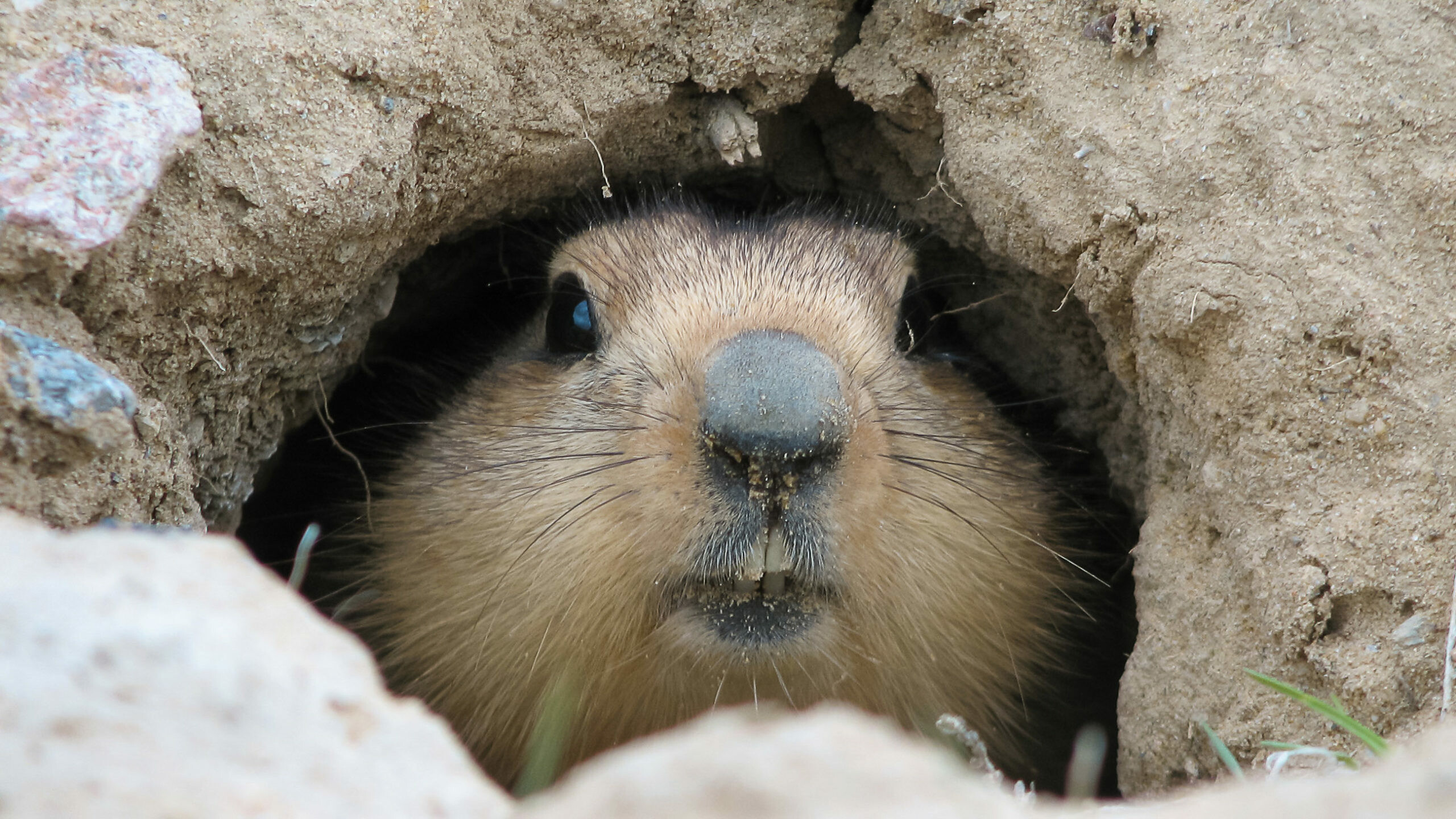 Groundhog Hole, Groundhog Day Wallpaper, 2560x1440 HD Desktop