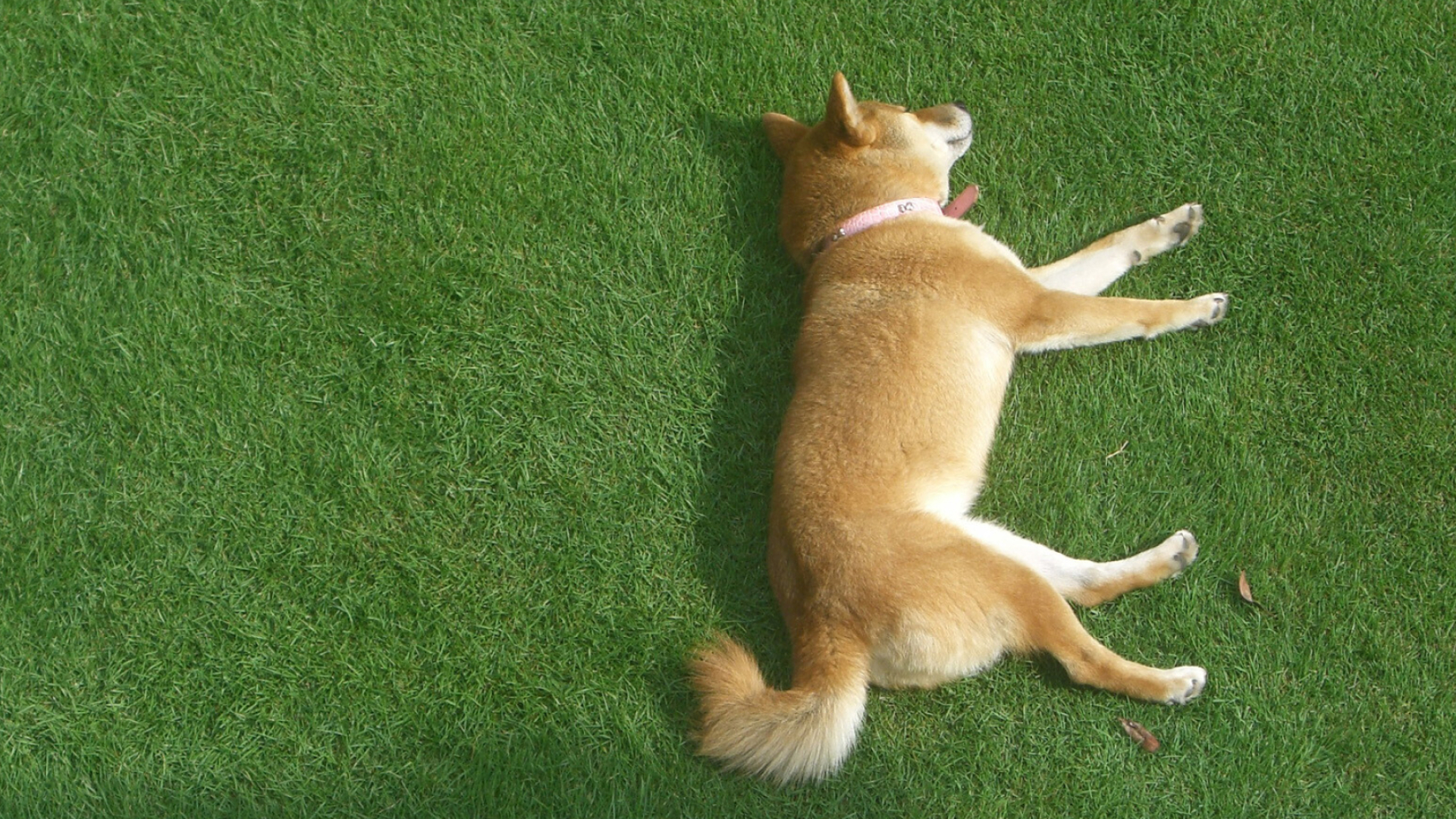 Shiba Inu, Free download wallpaper, 73 shiba inu wallpaper, 1920x1080 Full HD Desktop